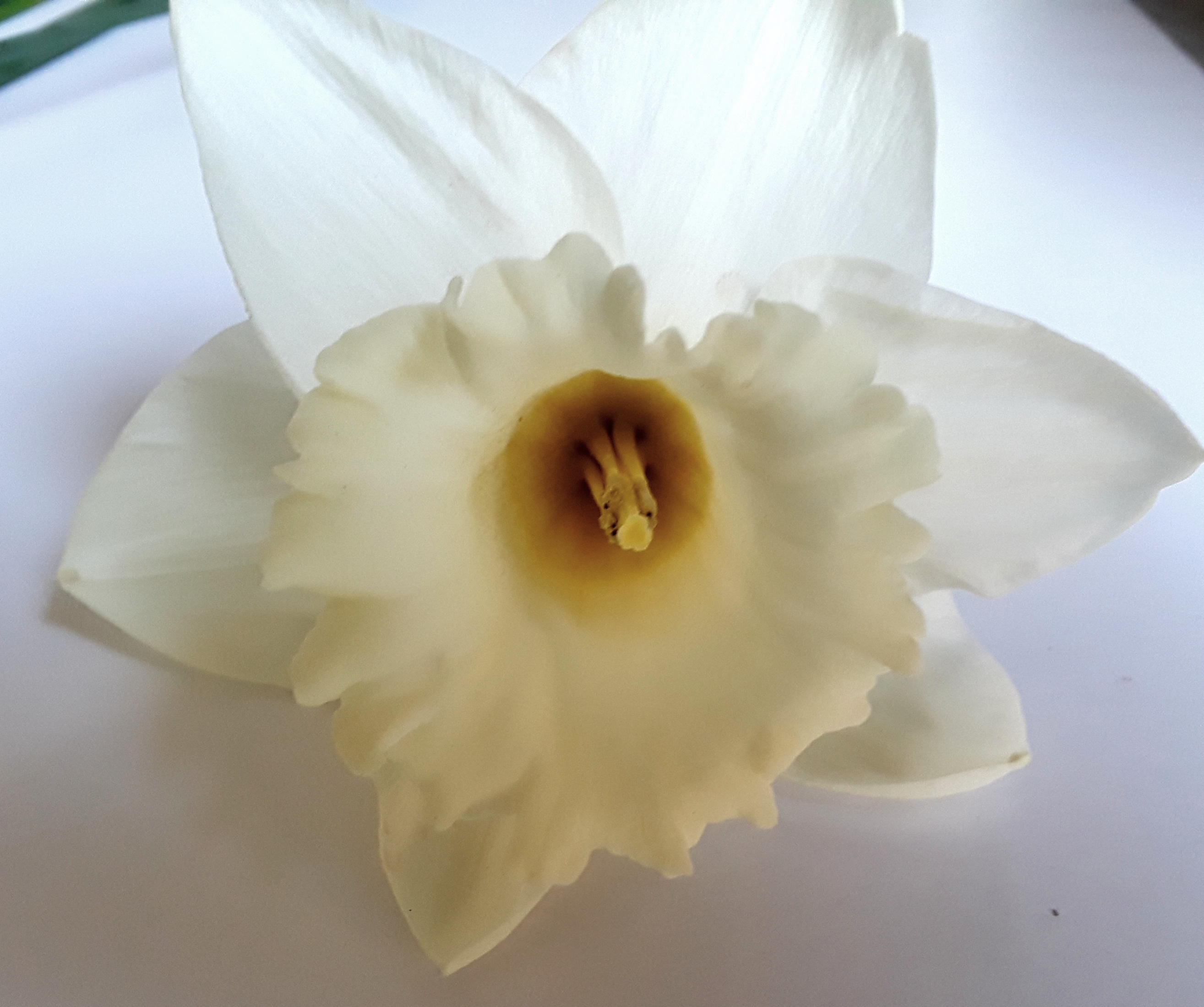This trumpet type daffodil is large, with a white cup and white petals