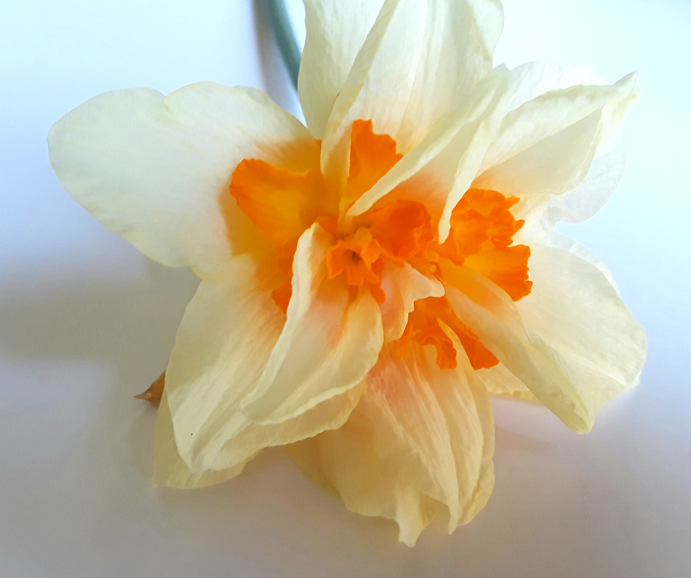 Double flowers on each stem have an orange center and pale yellow petals