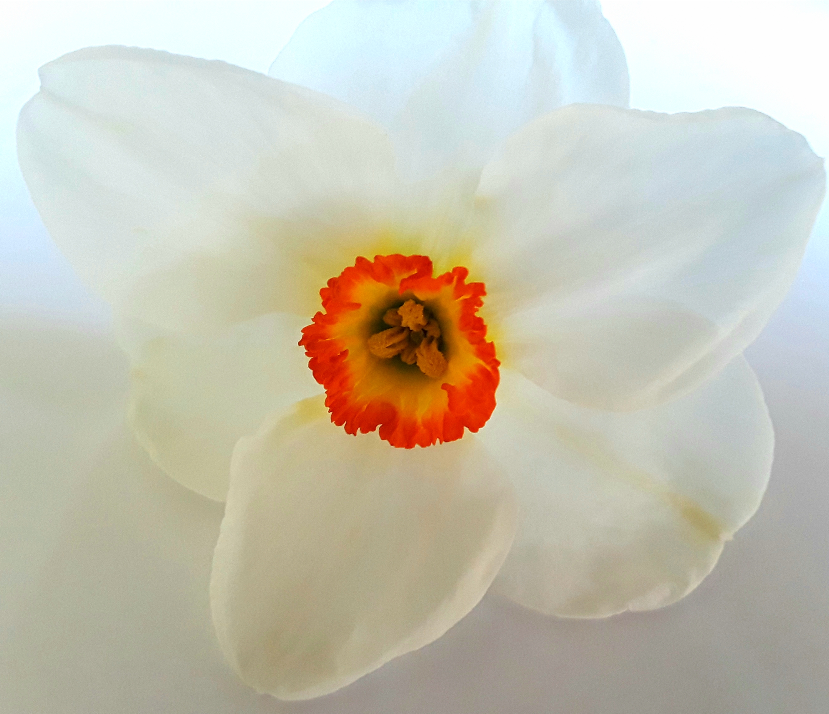 This daffodil has white petals surrounding a small yellow cup rimmed in red.