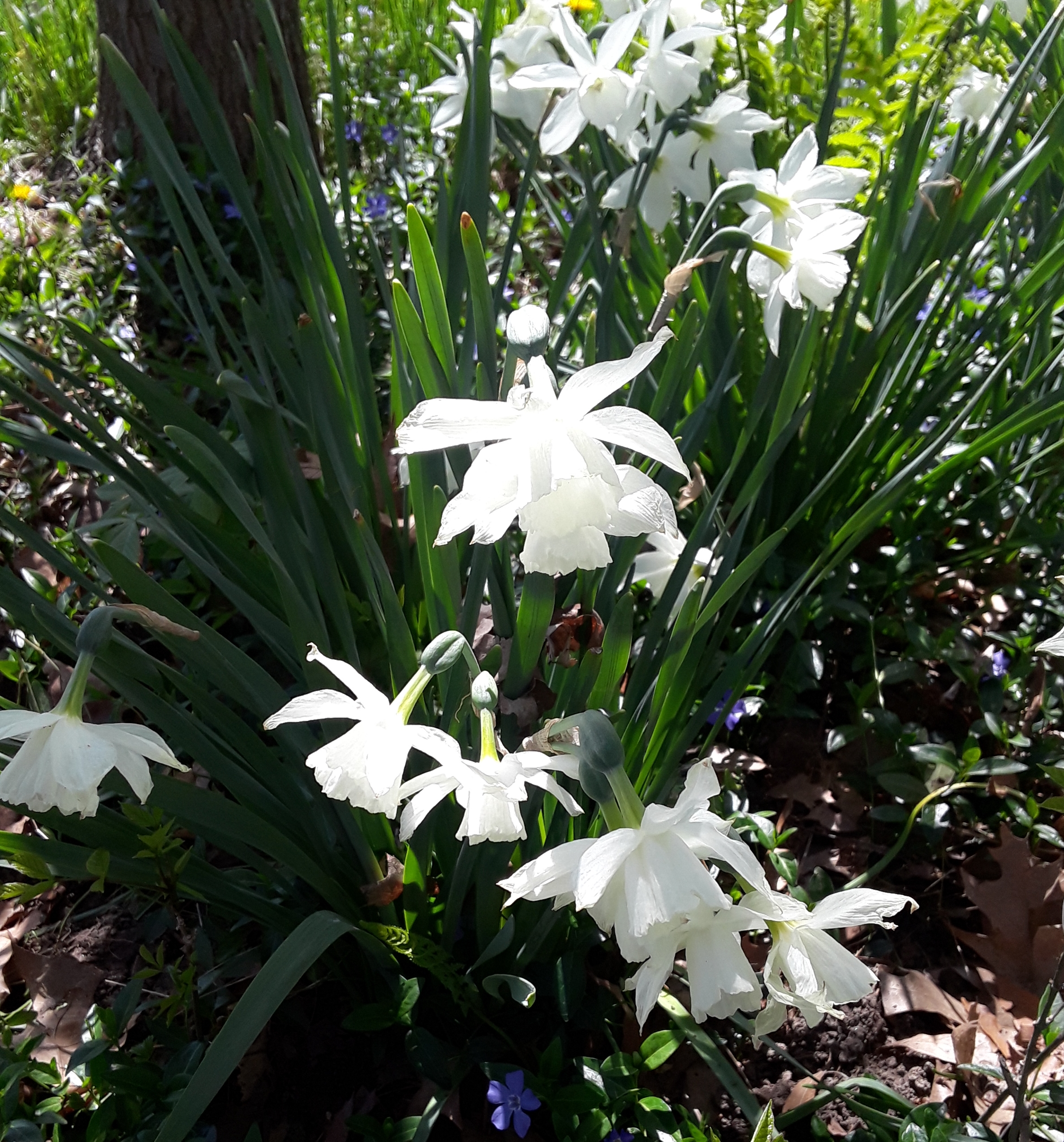 Thalia daffodils are pure white, cup and petals