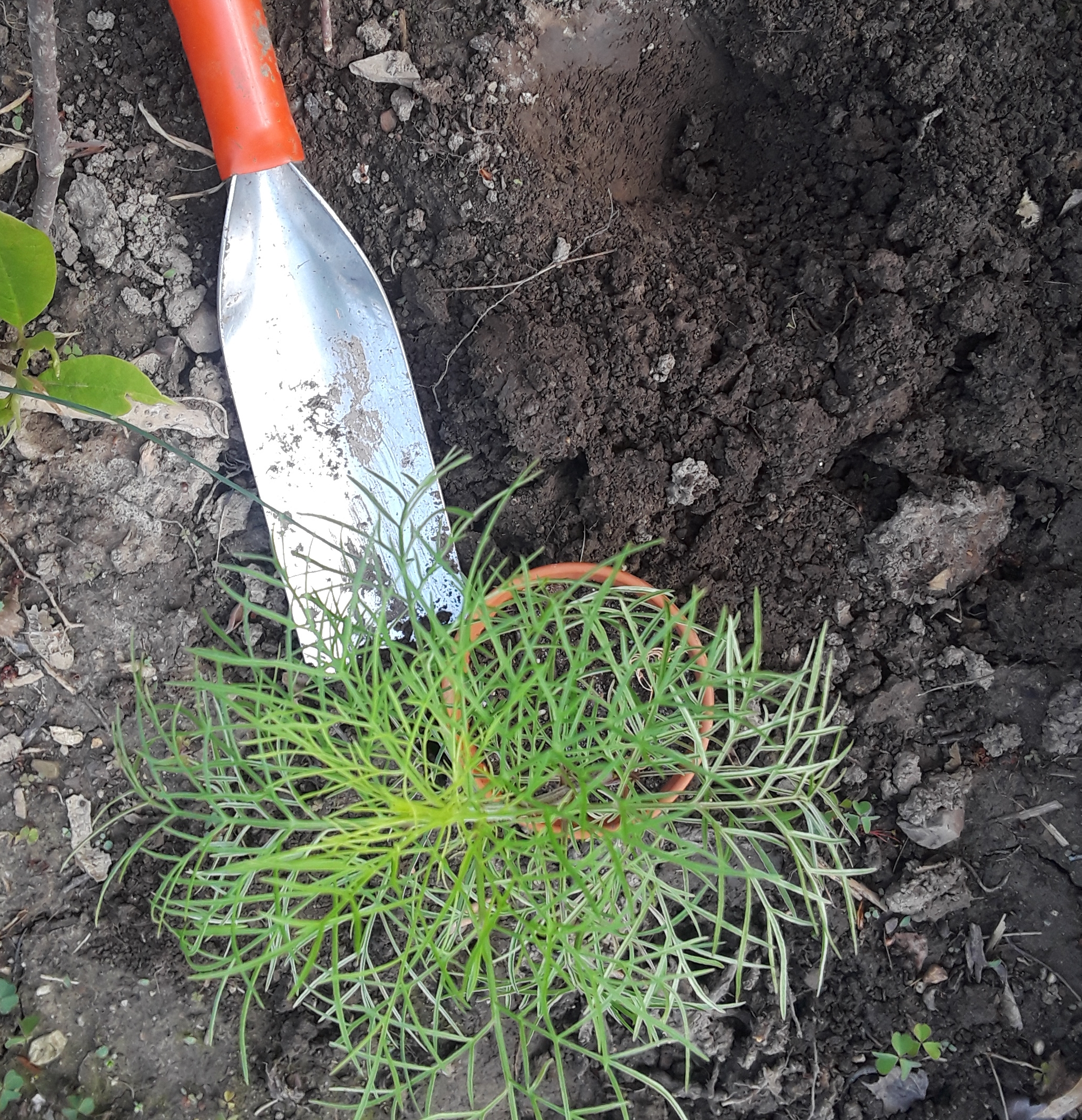 Cosmos seedling next to planting hole