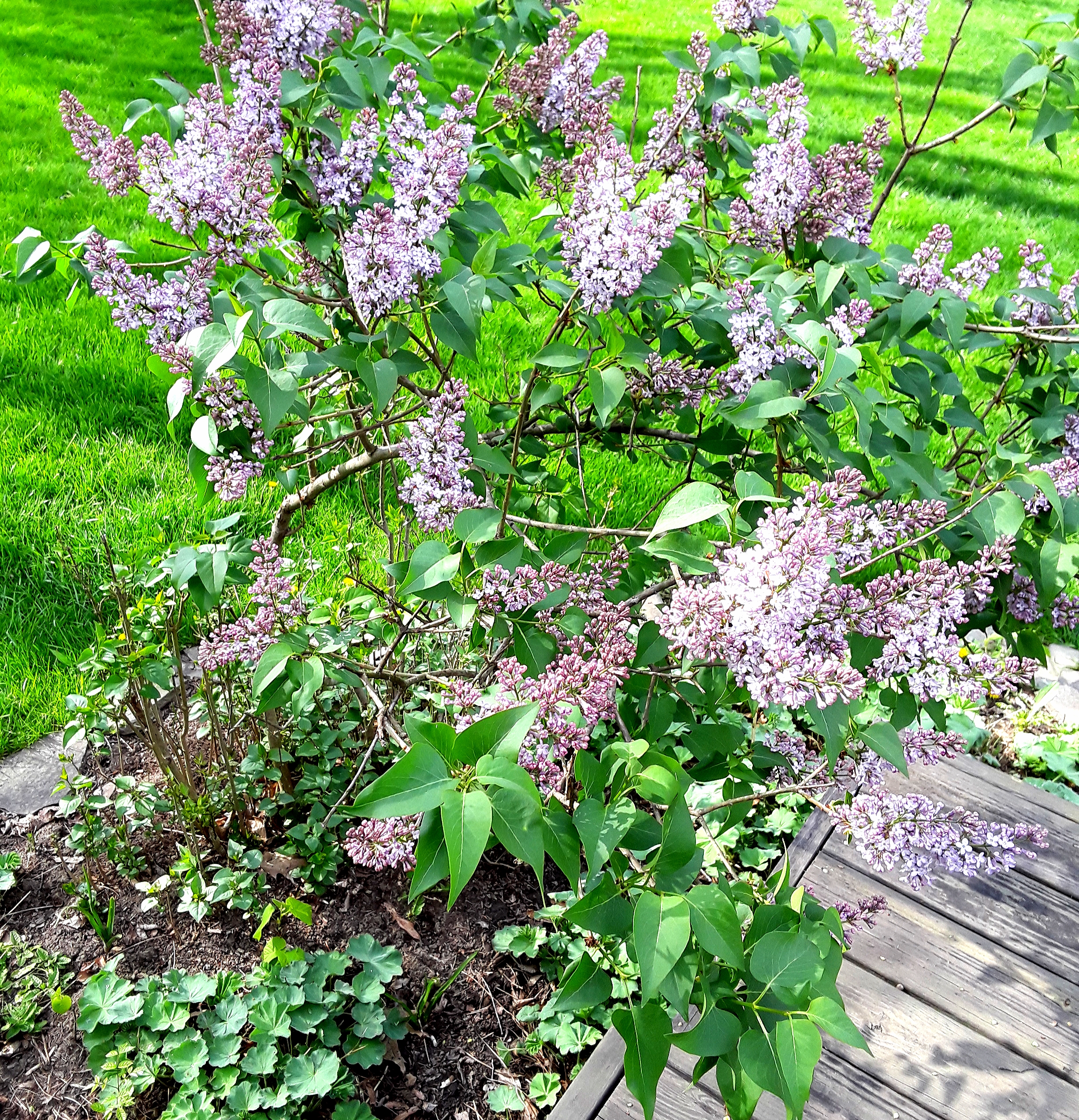 The purple lilac just beginning to bloom next to the deck