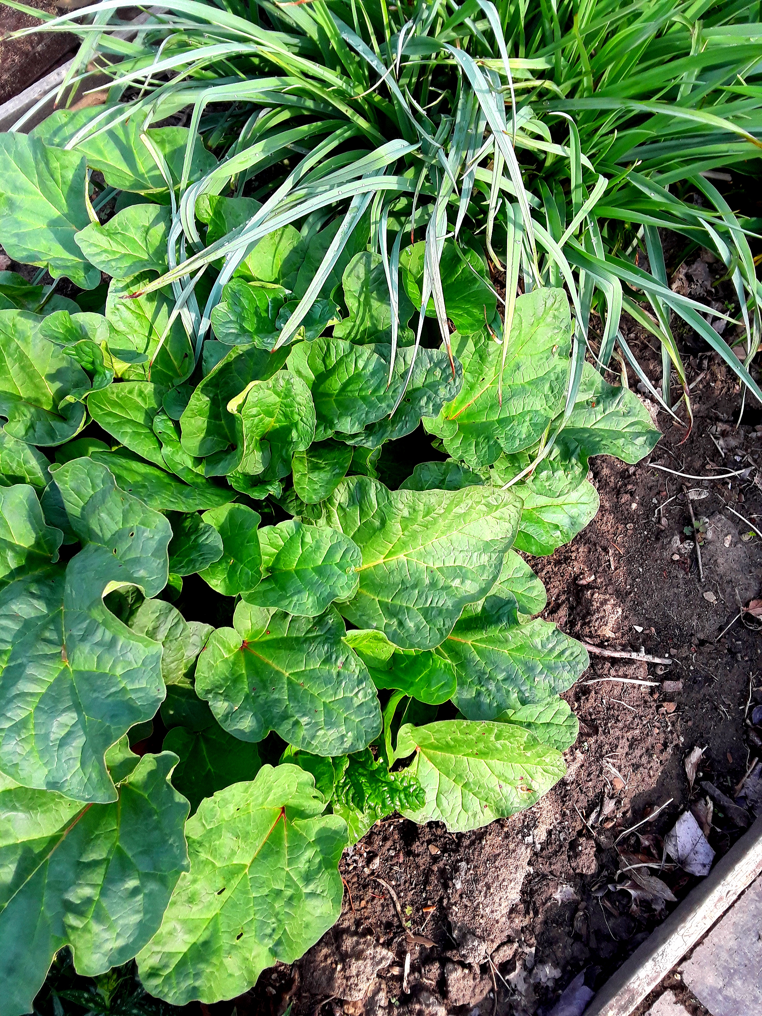 Multiple green leaves of rhubarb looks healthy and full in spring.