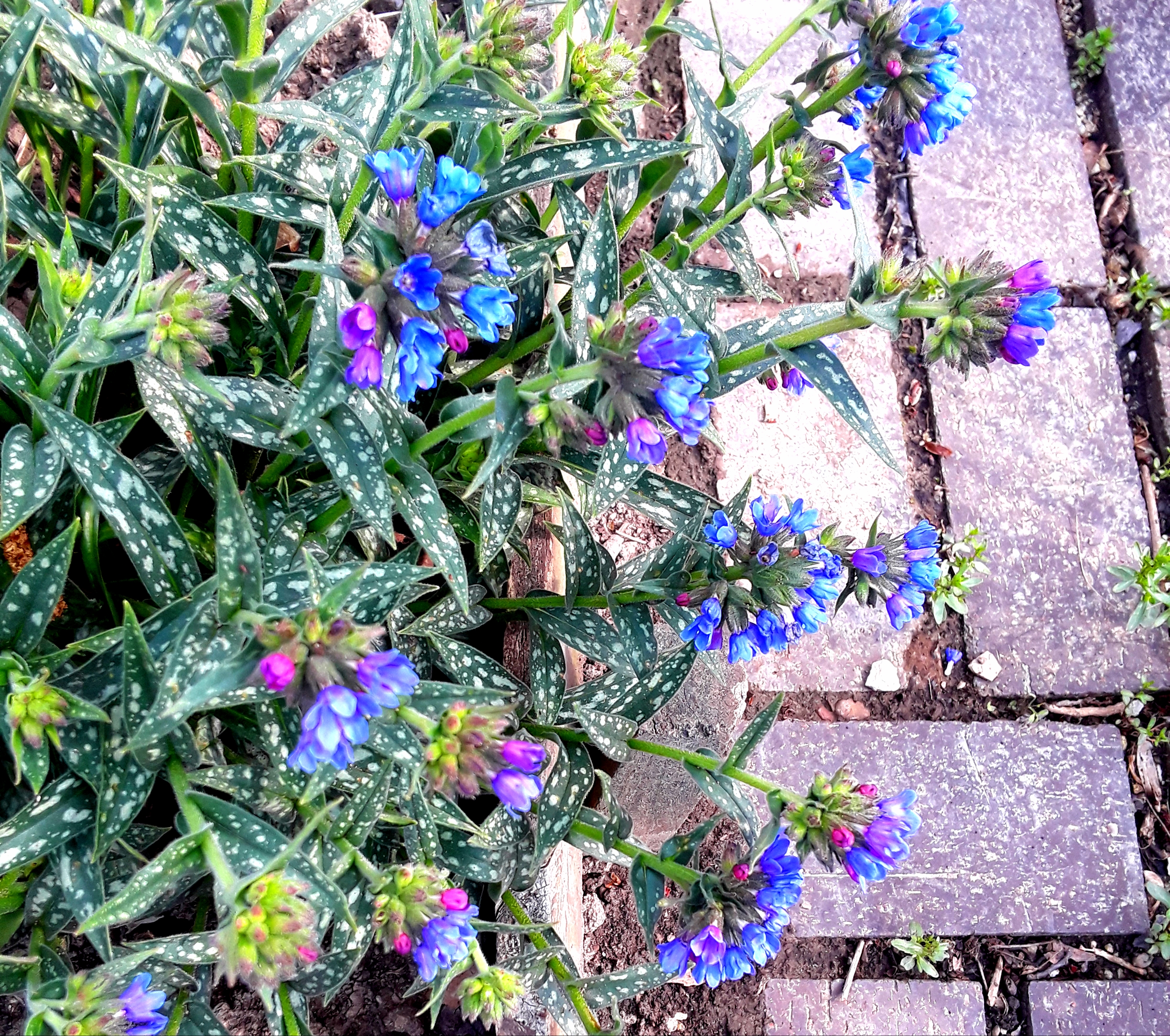 Pulmonaria has spotted light and dark green foliage and true blue flowers