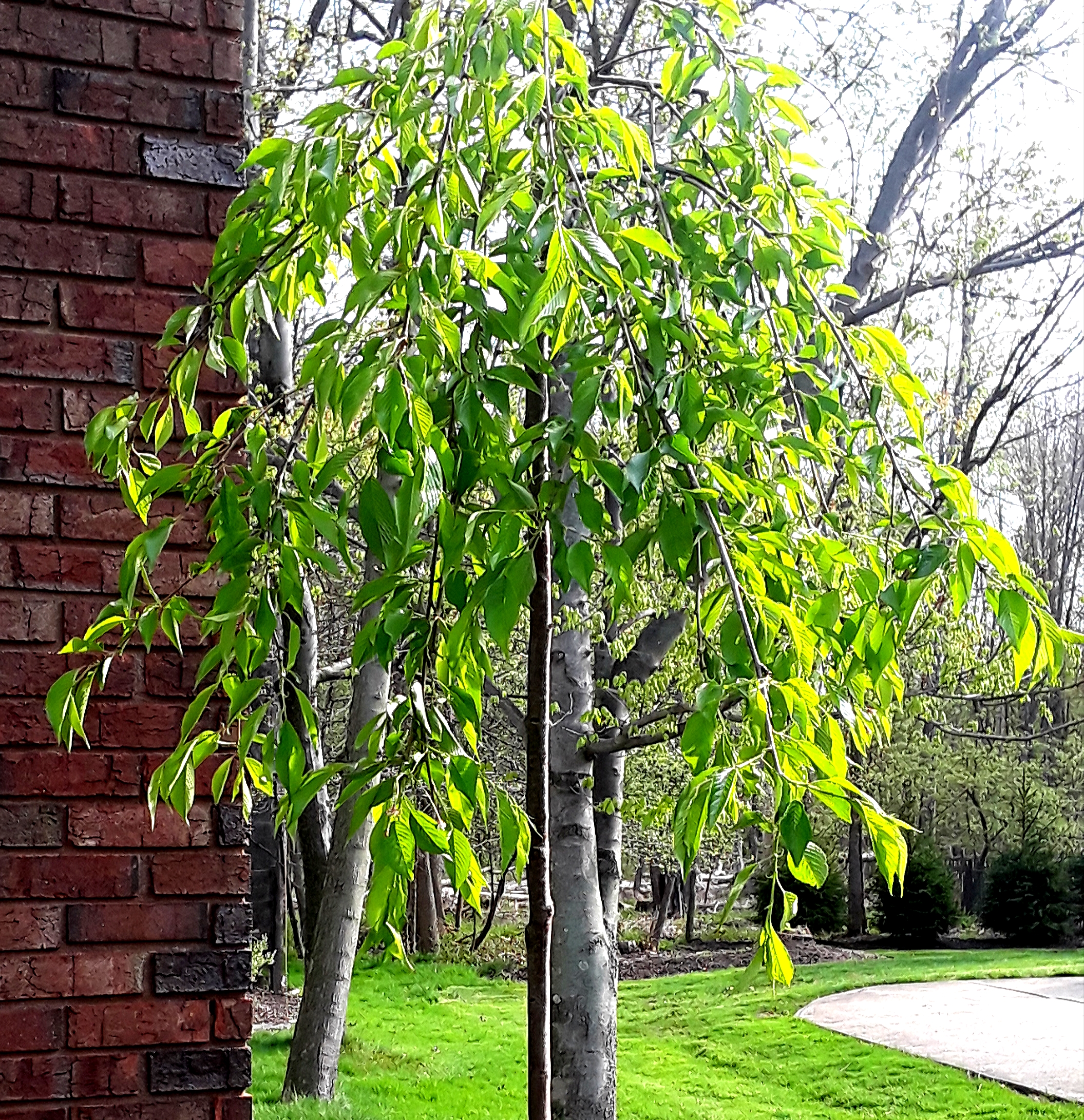a newly planted weeping cherry