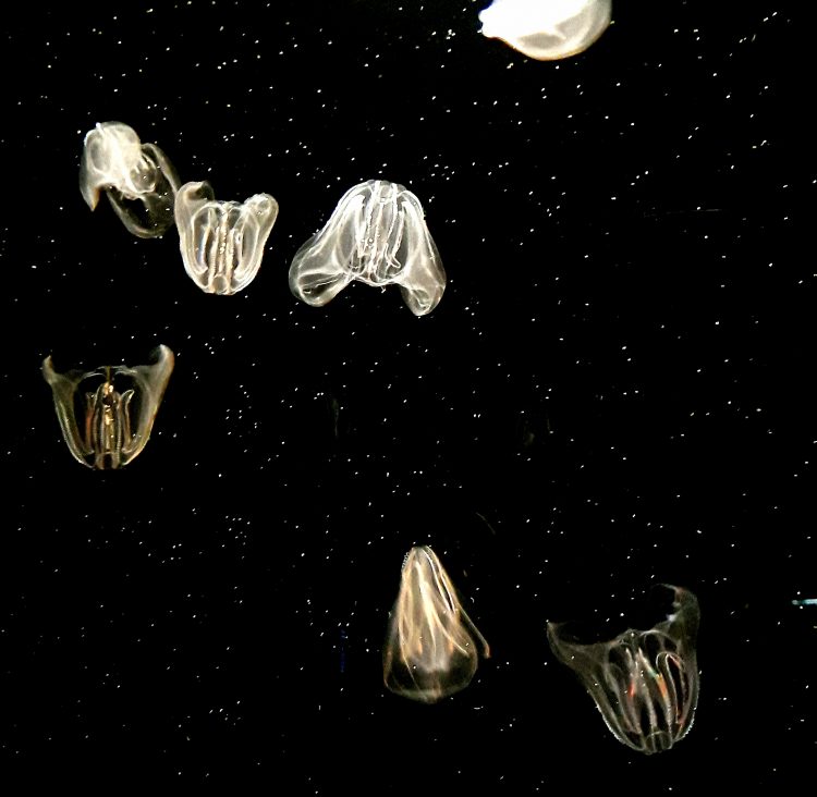 translucent jellyfish bodies float through water, but look as though they're in outer space