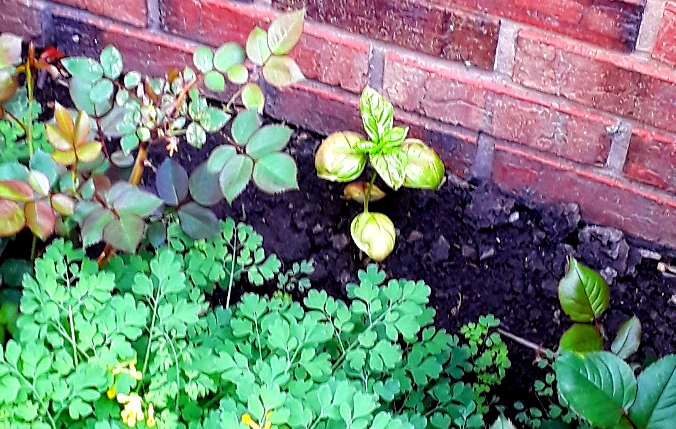 Basil is planted with rose bushes
