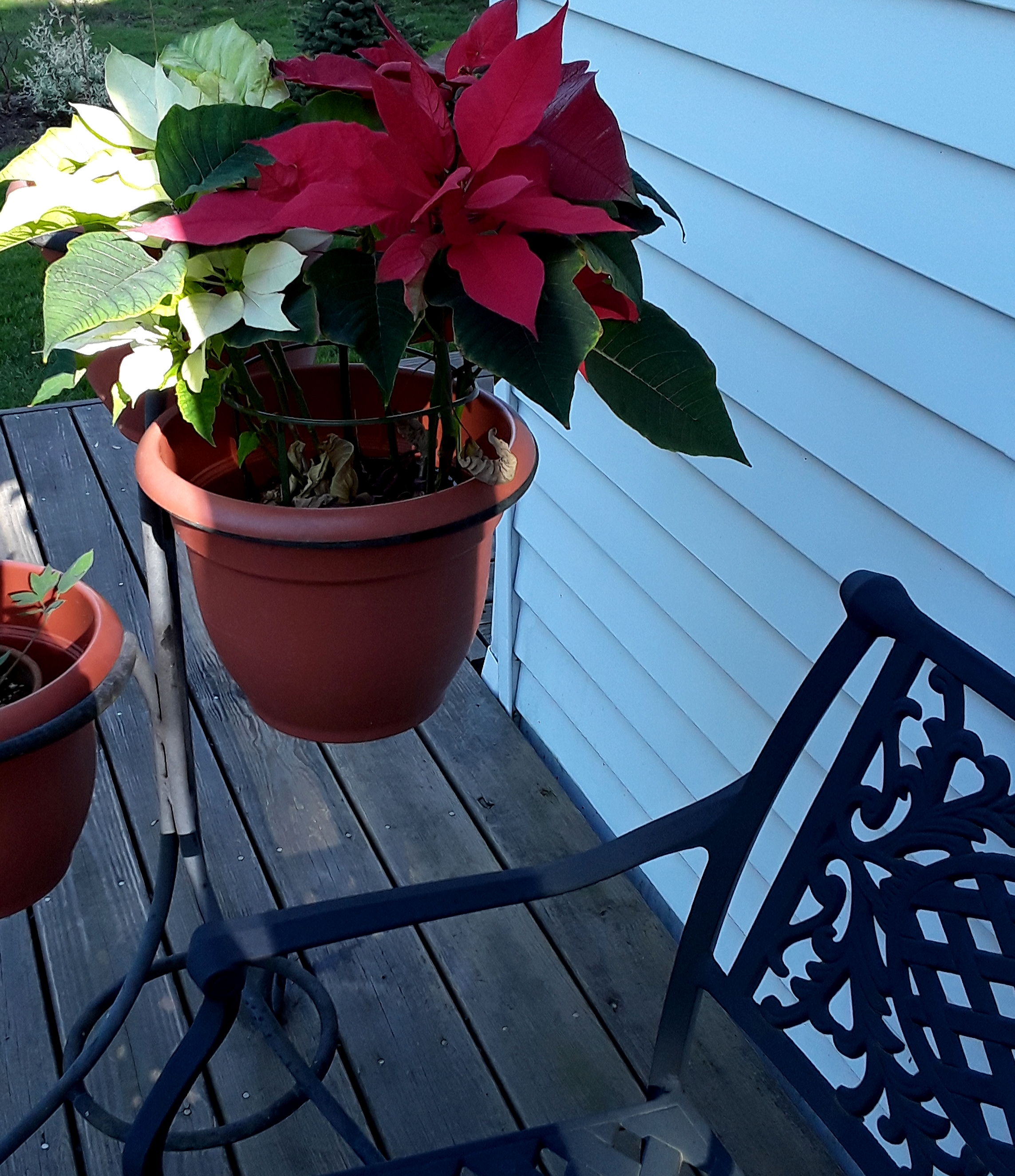 Red and white poinsettia bloom outdoors in May.