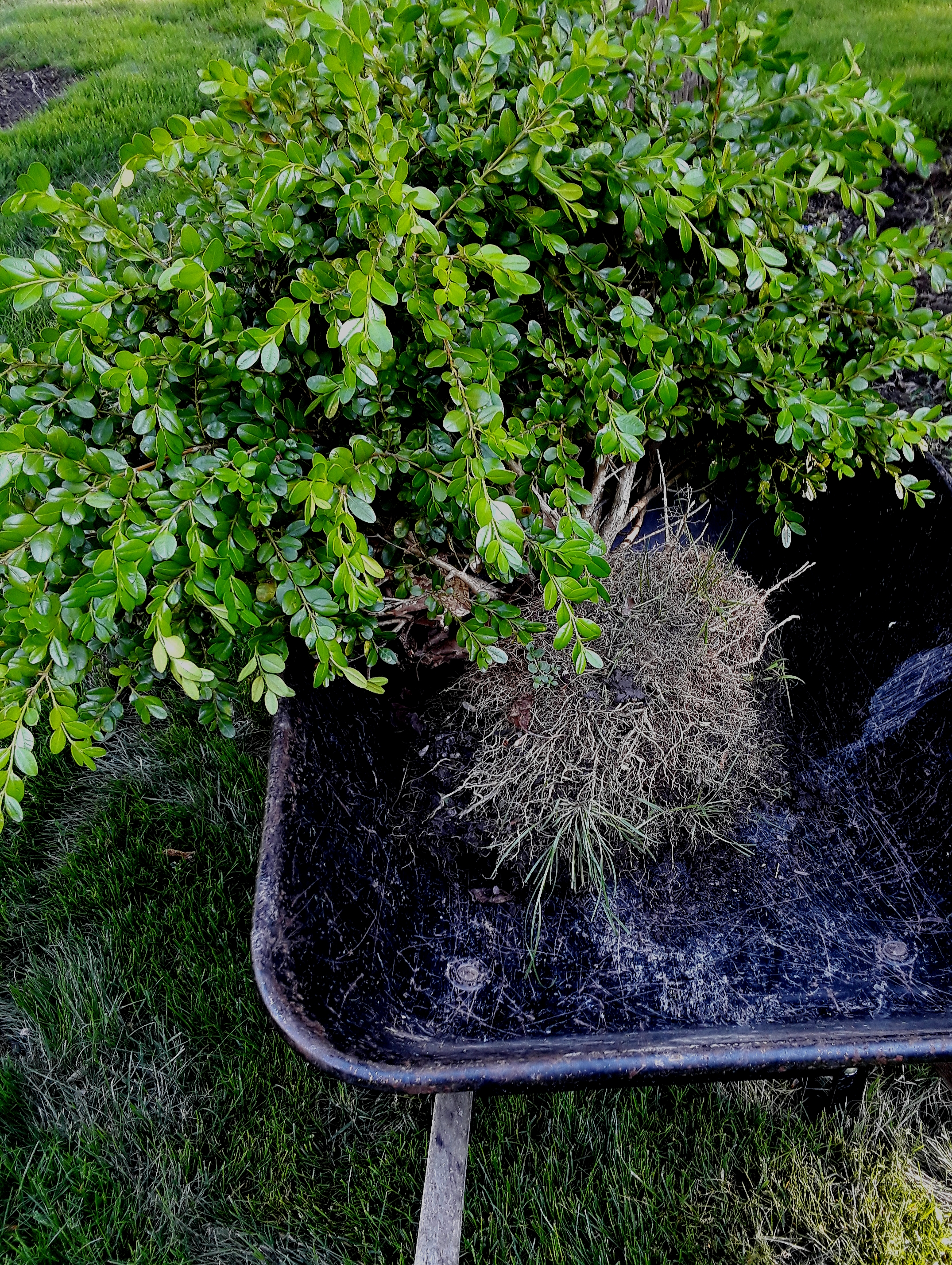 a large boxwood bush in a wheelbarrow to be transplanted