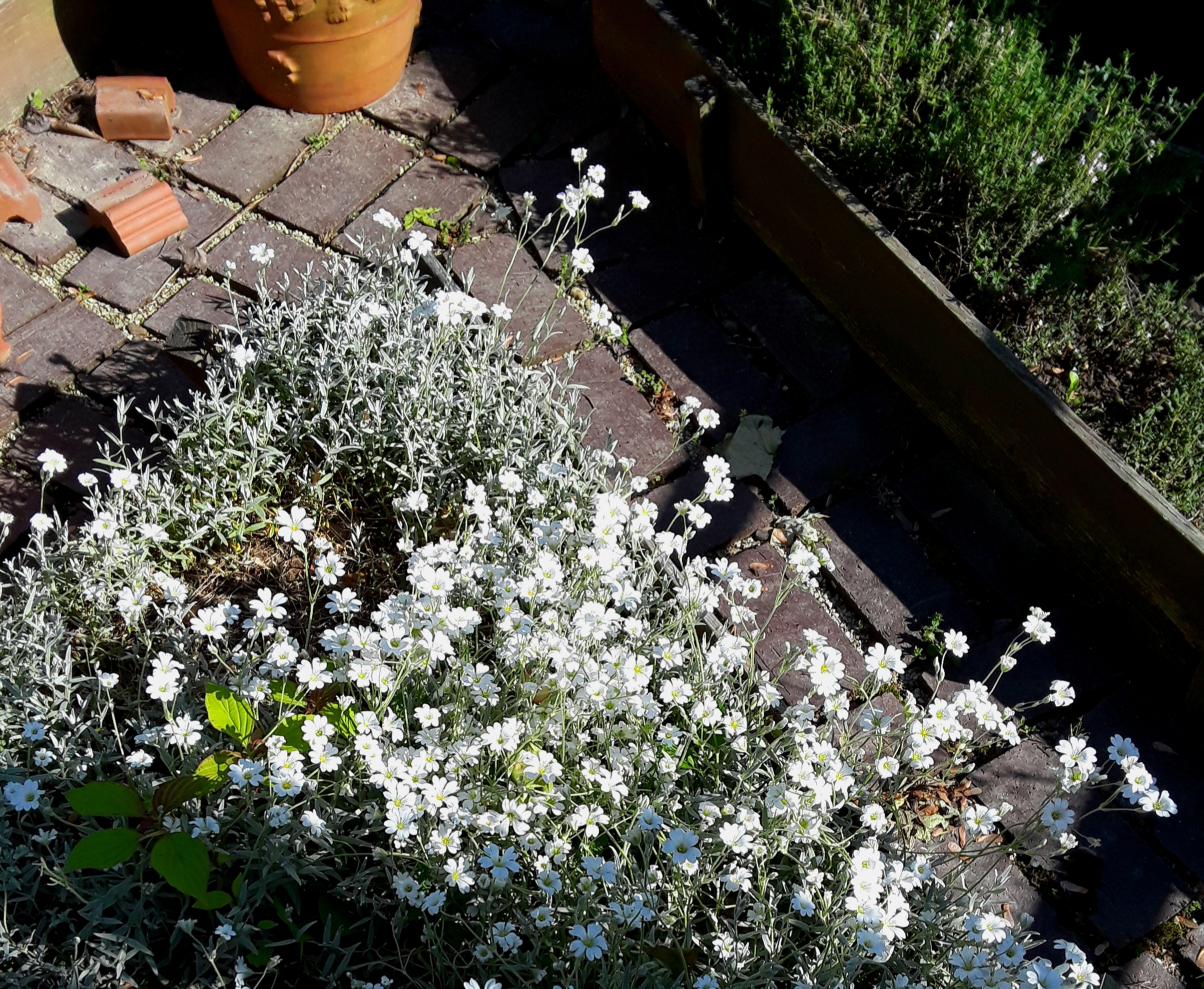 snow-in-summer sends out billowing small, white blooms above fuzzy gray foliage