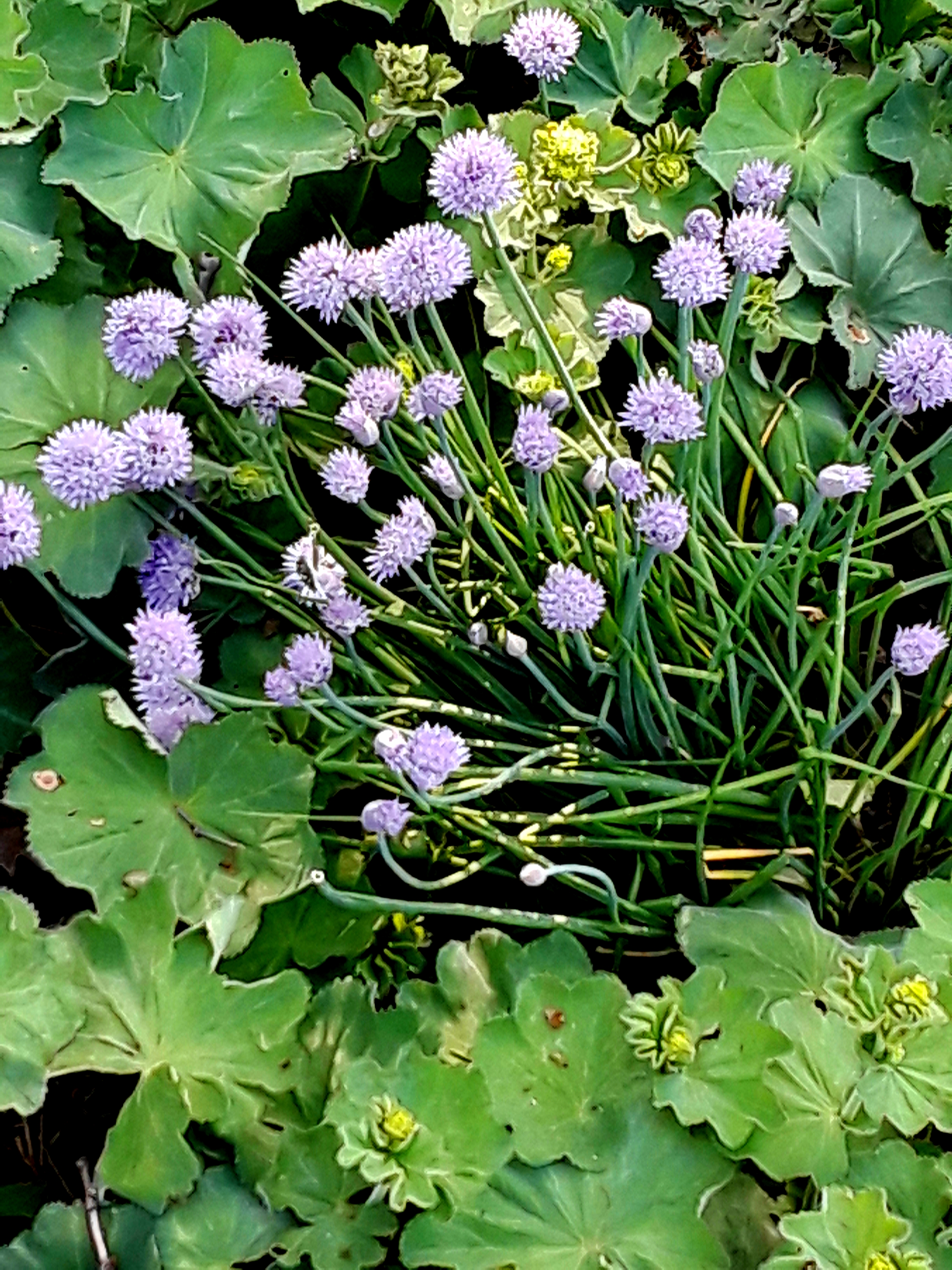 chives, with purple flowers blooming, grow in a mixed flower border