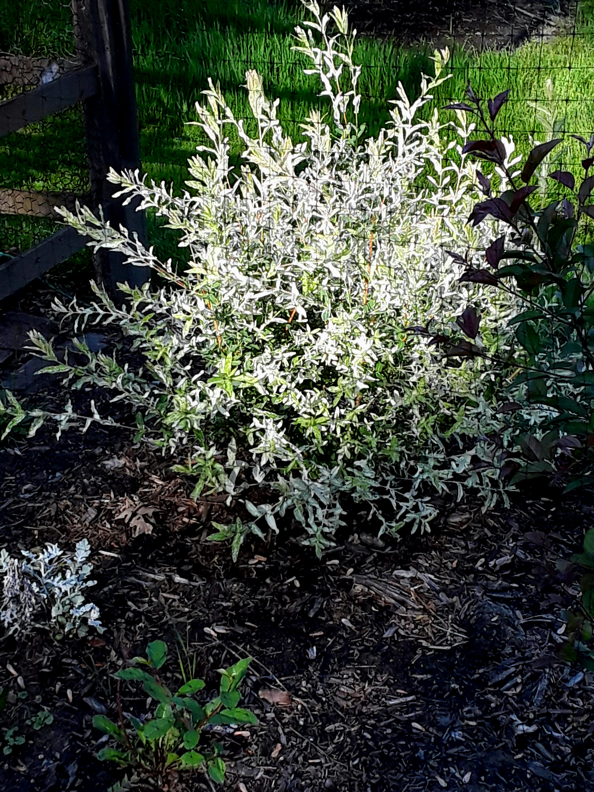 Variegated willow foliage has a silver glow in the part-shade garden.