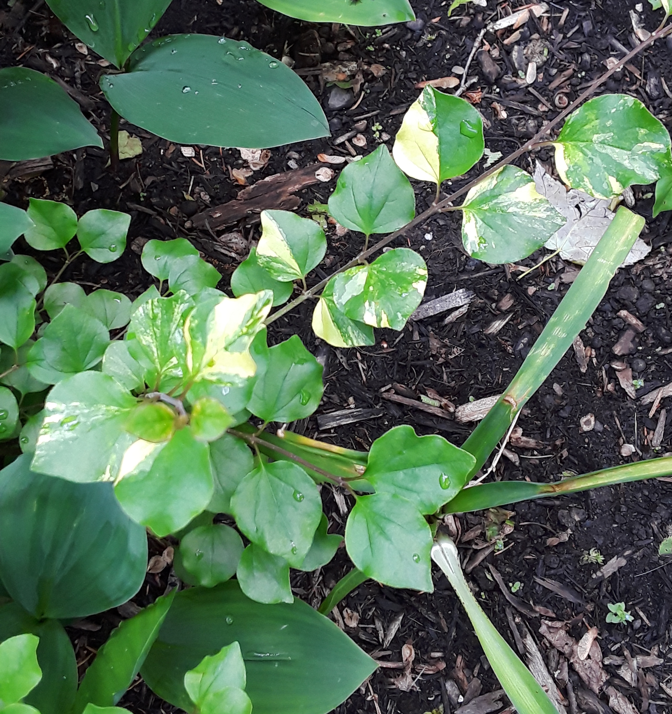 The leaves of the miniature lilac are green with ivory colored splashes