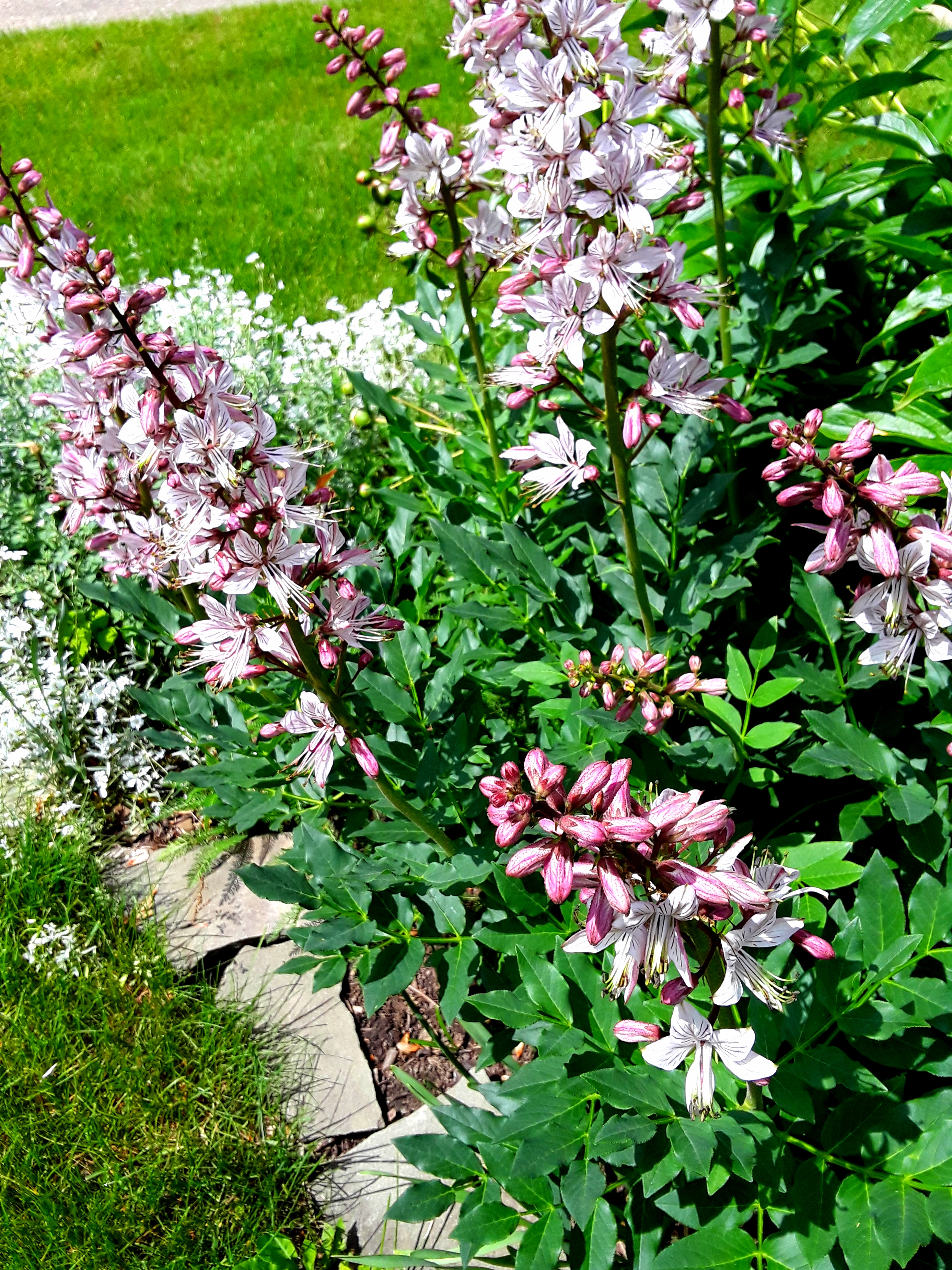 The flowers of Dictamnus albus (Peruvian lily) are pink and white