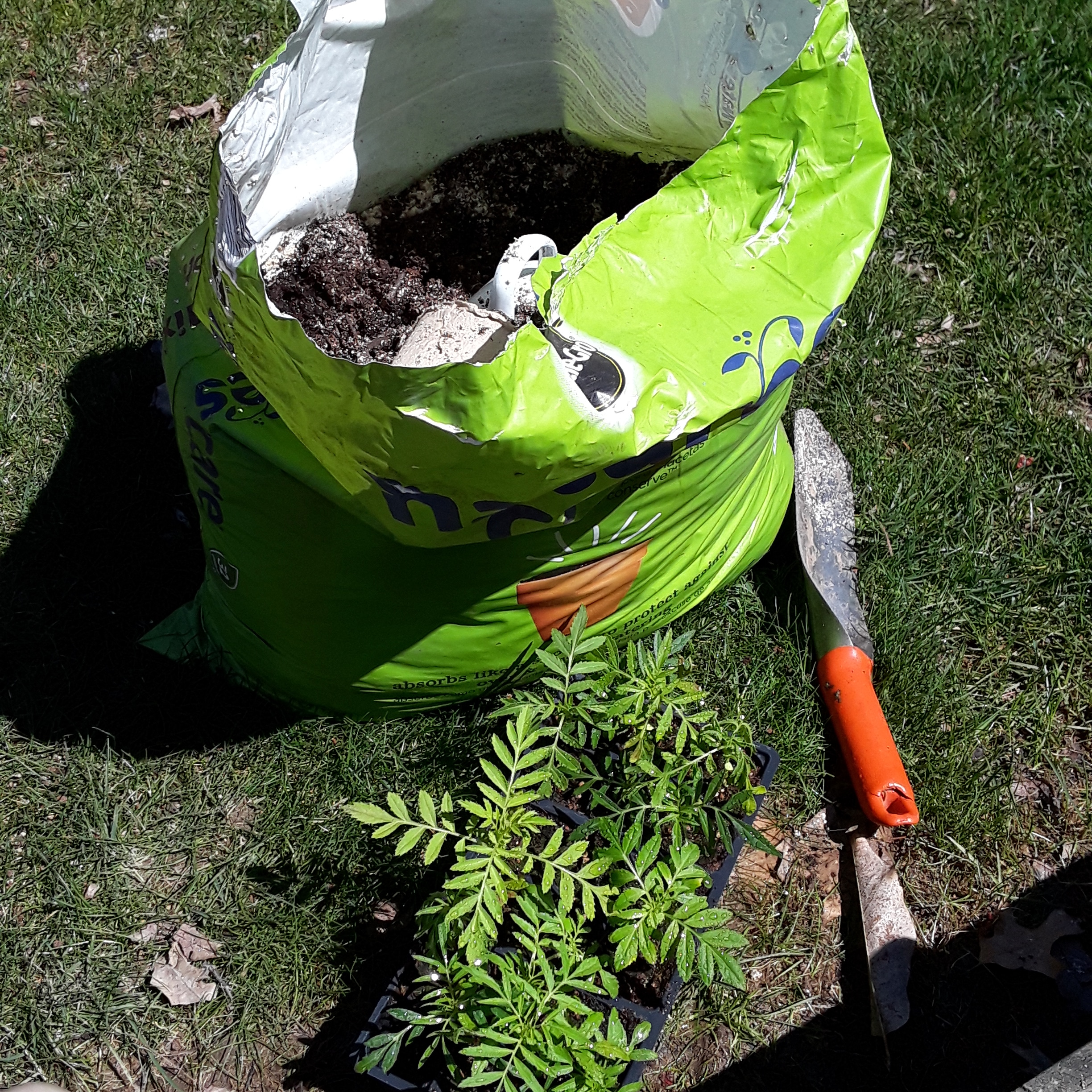 A bag of soil, seedlings, and trowel ready for planting.