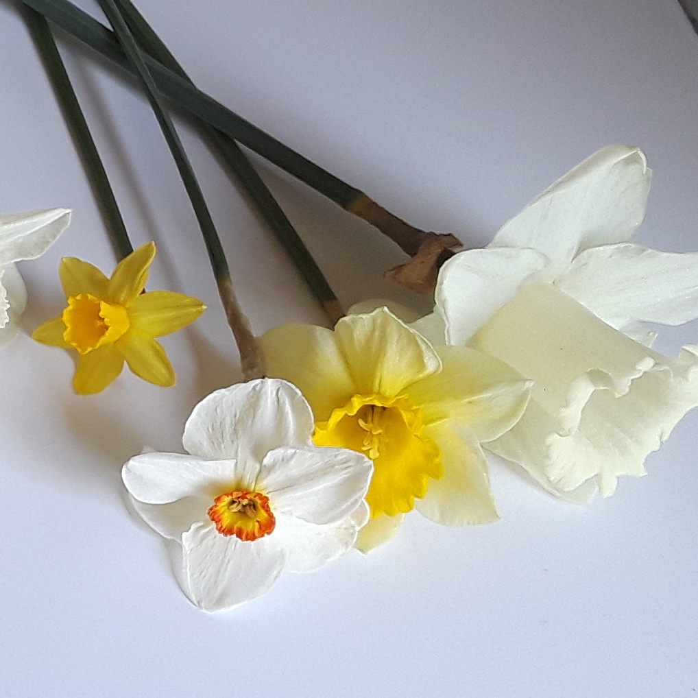 four varieties of narcissus, trumpet cup, large cup, poeticus, and small cup