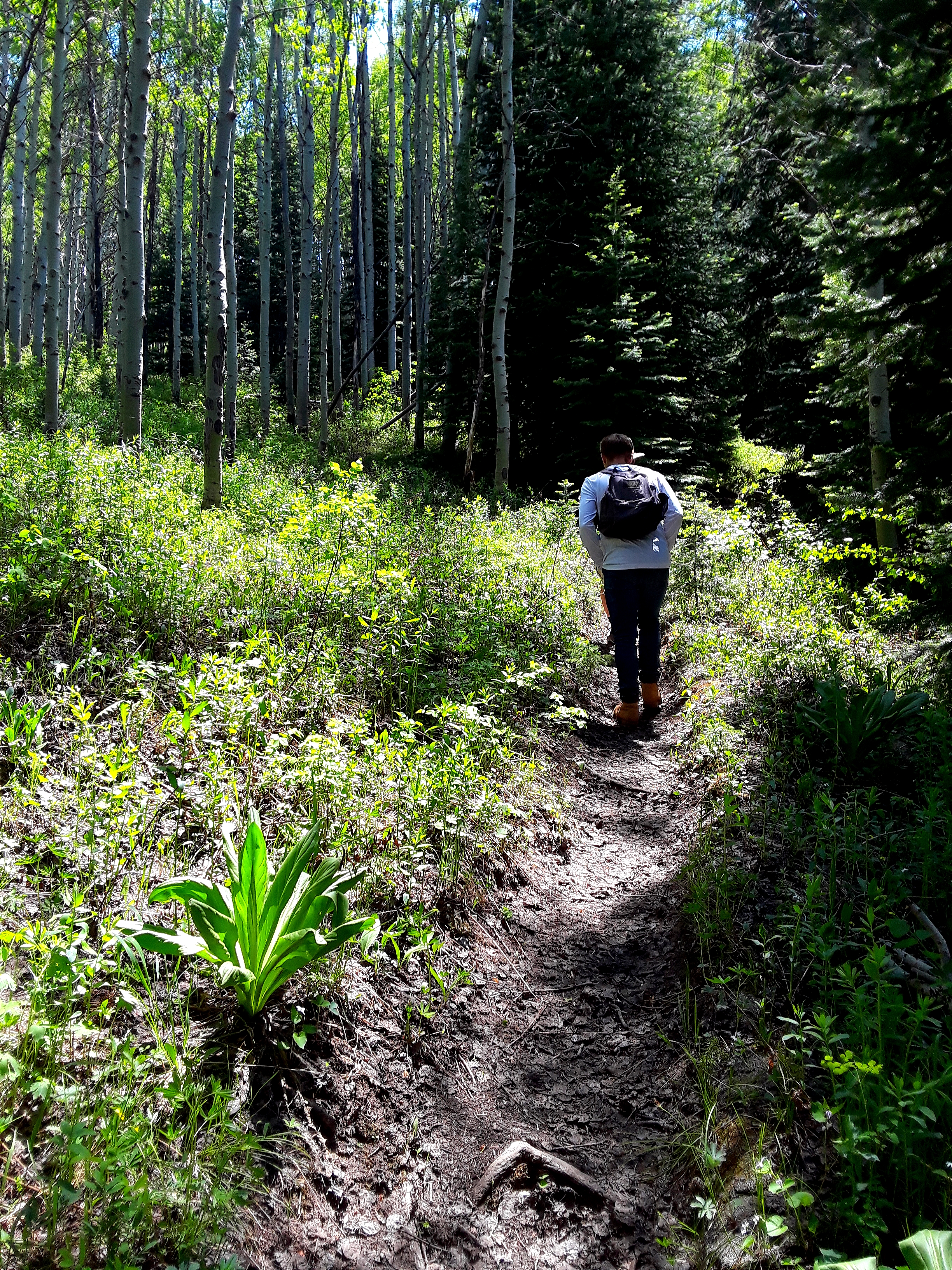 Young man with backpack hikes through aspen trees