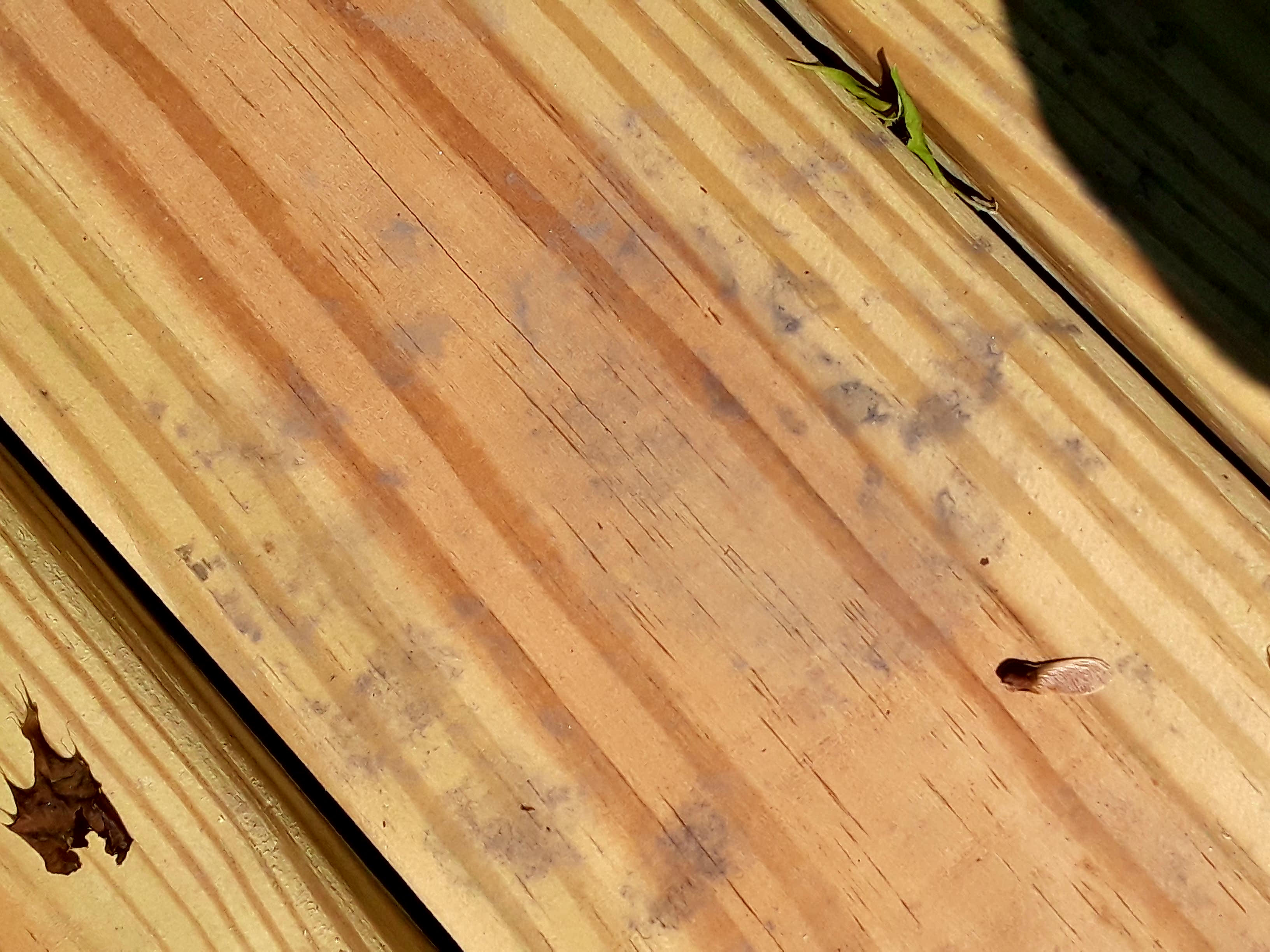 Bear print on wooden bridge slat.