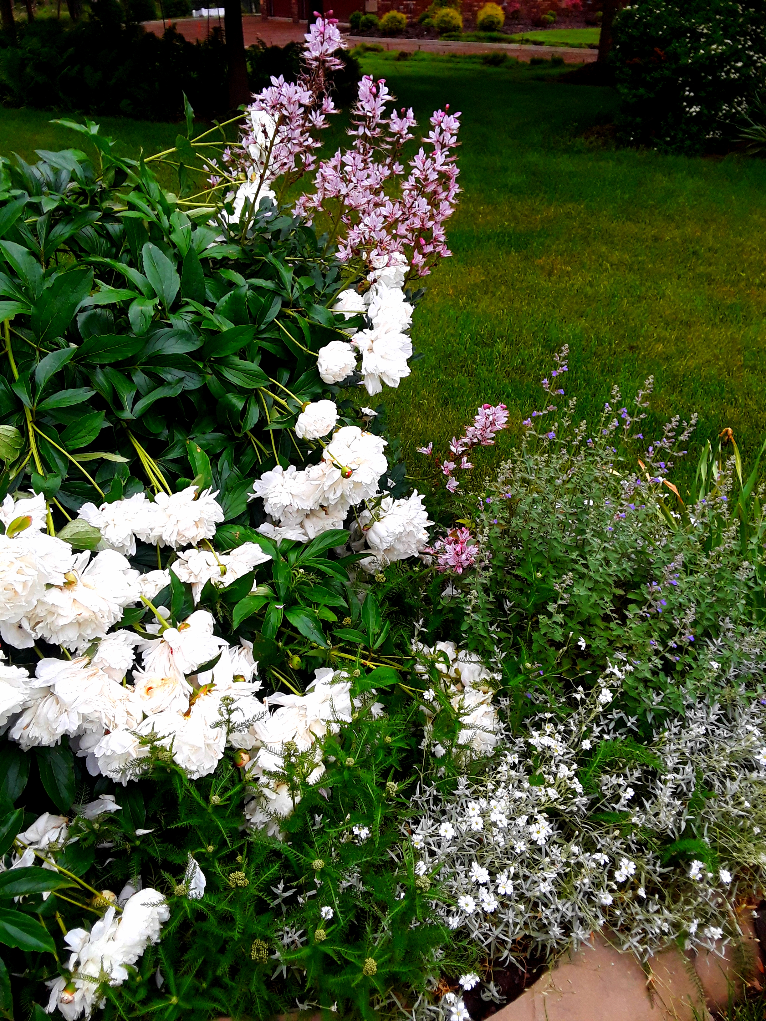 White peonies and pink dictamnus are layered with purple nepeta and white snow-in-summer flowers.