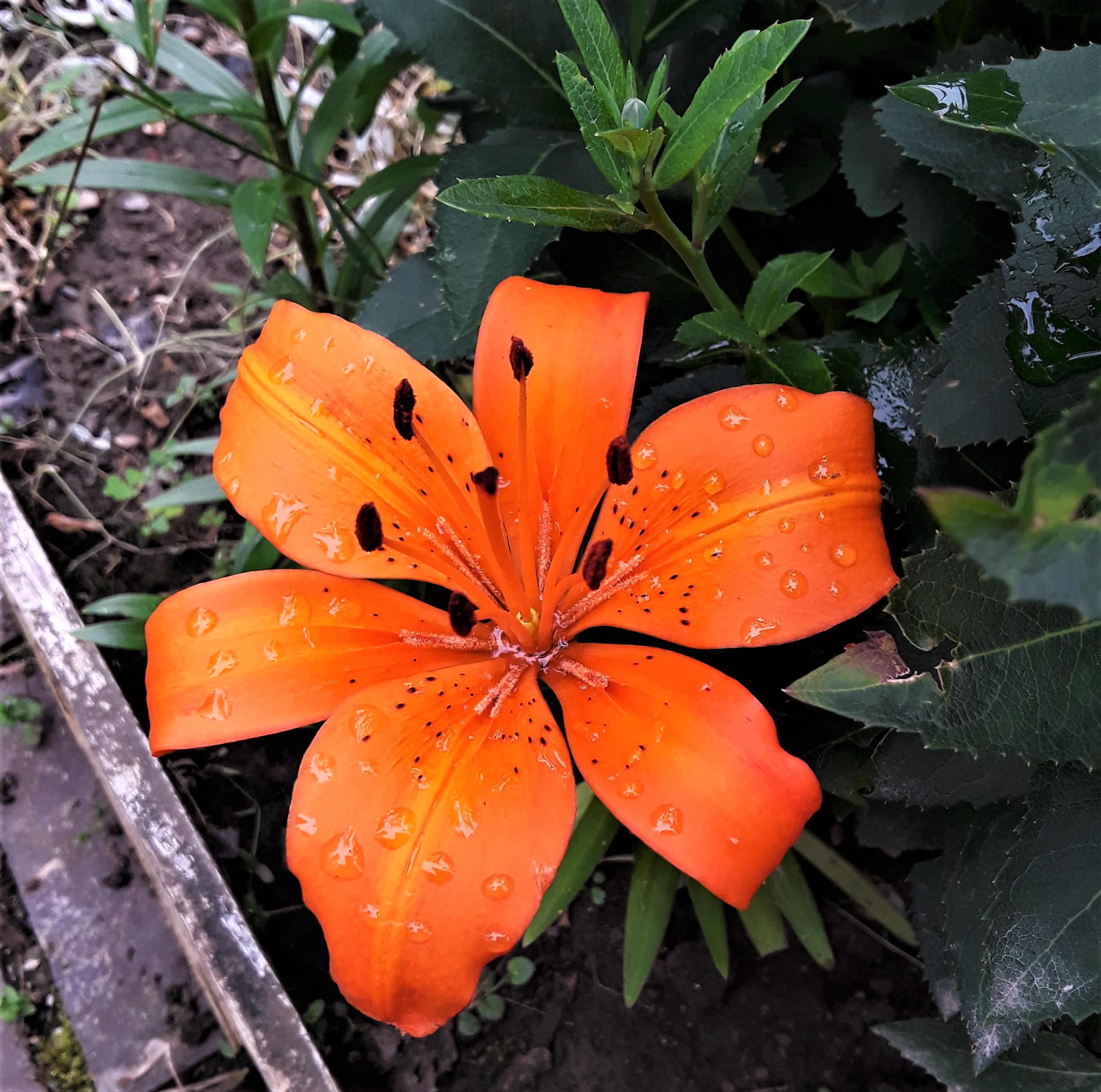 Lily with orange petals and dark brown stamen