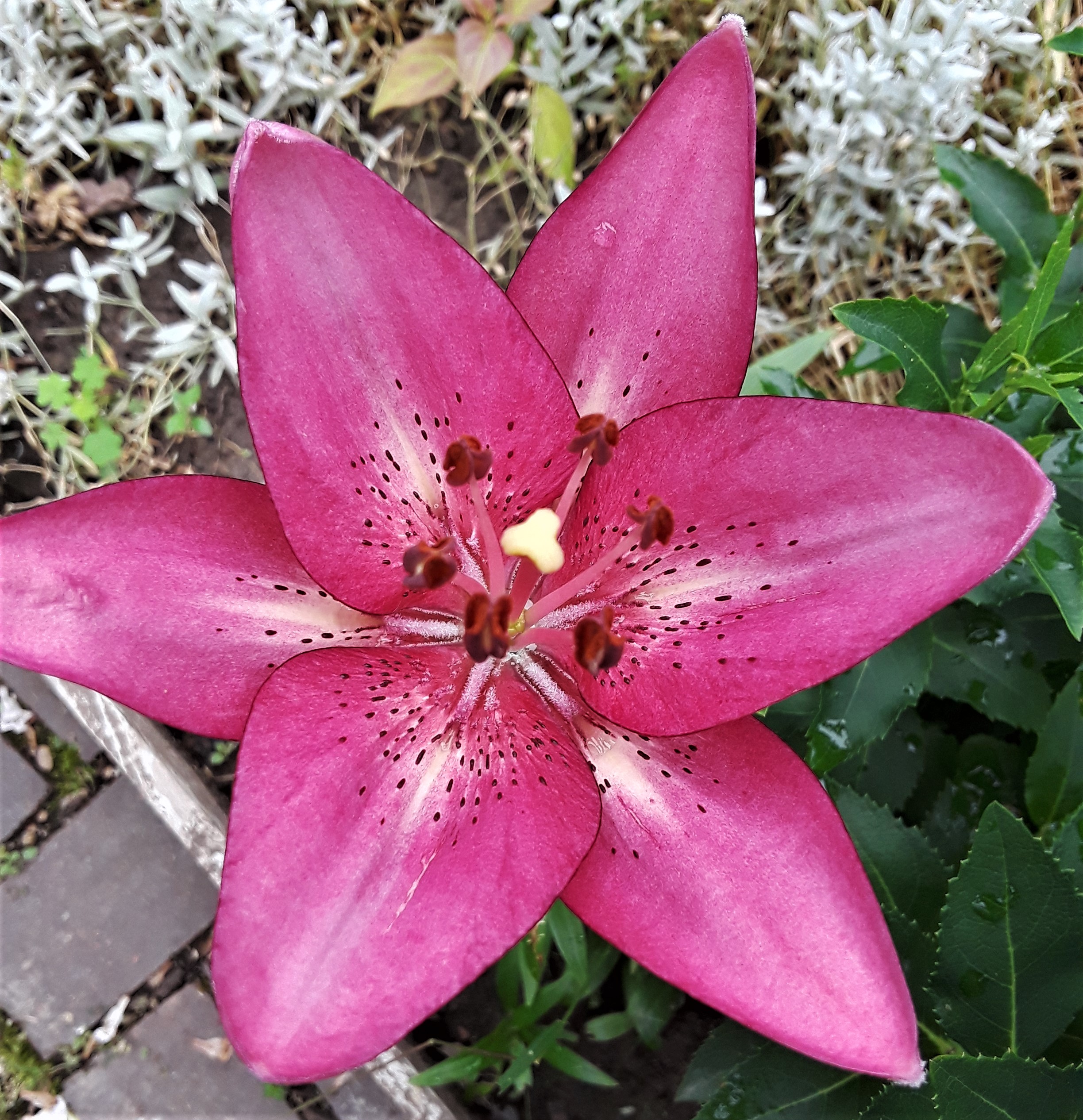 pink petals with cream triangles in the center, and rust-colored freckles decorate the lily