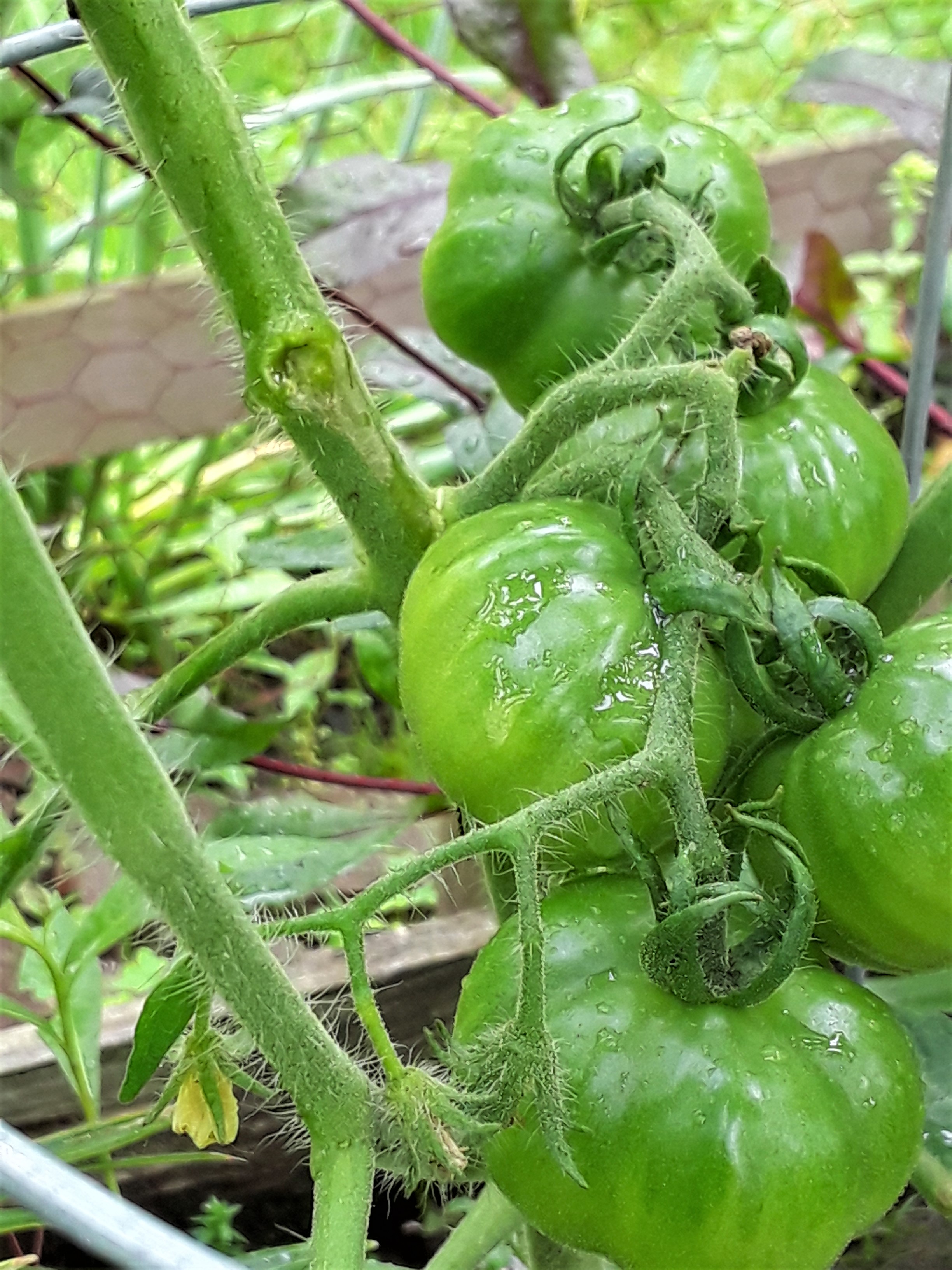 a cluster of five green beefsteak tomato fruits