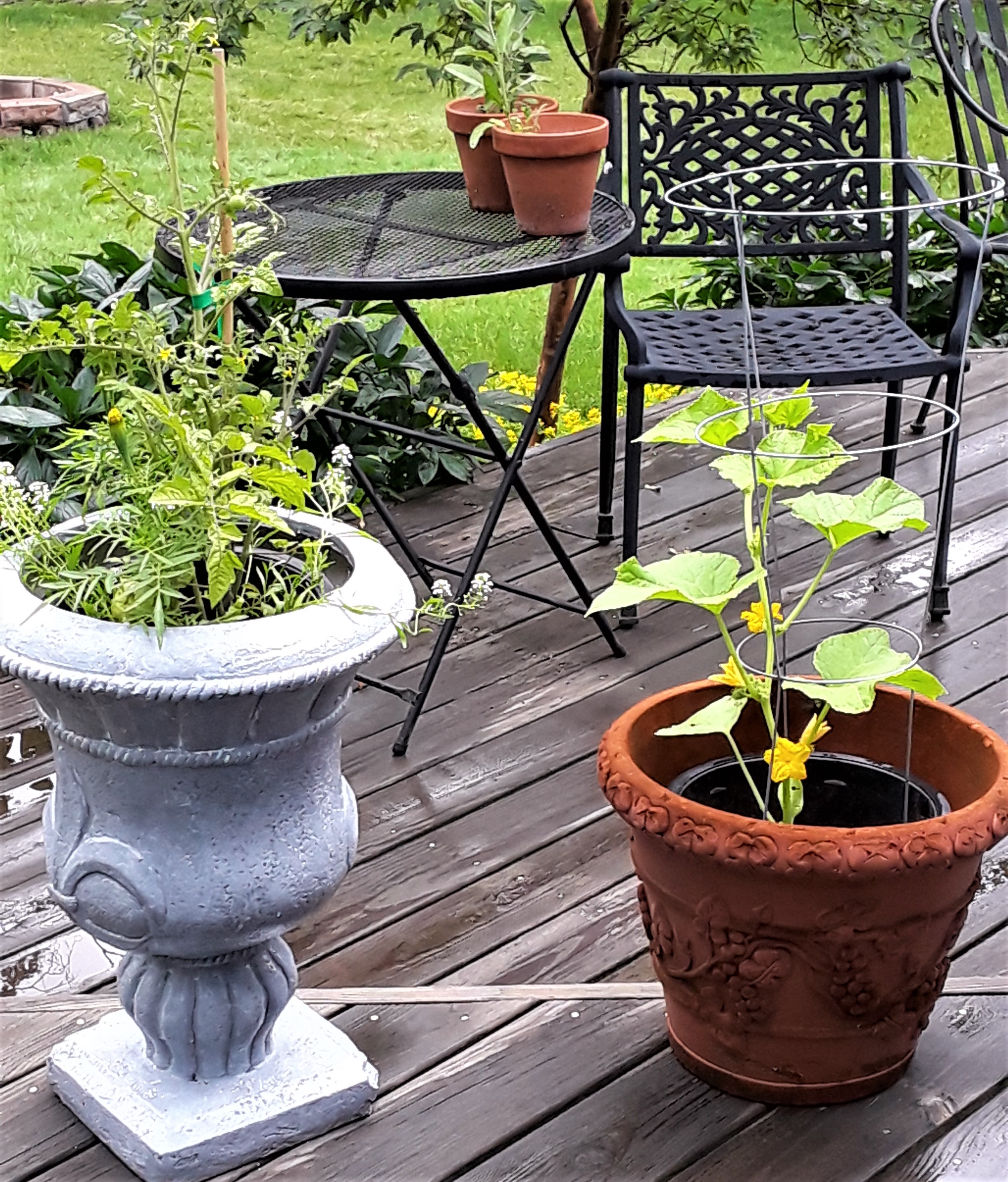 tomato plant and cucumber plant grow in pots on the deck