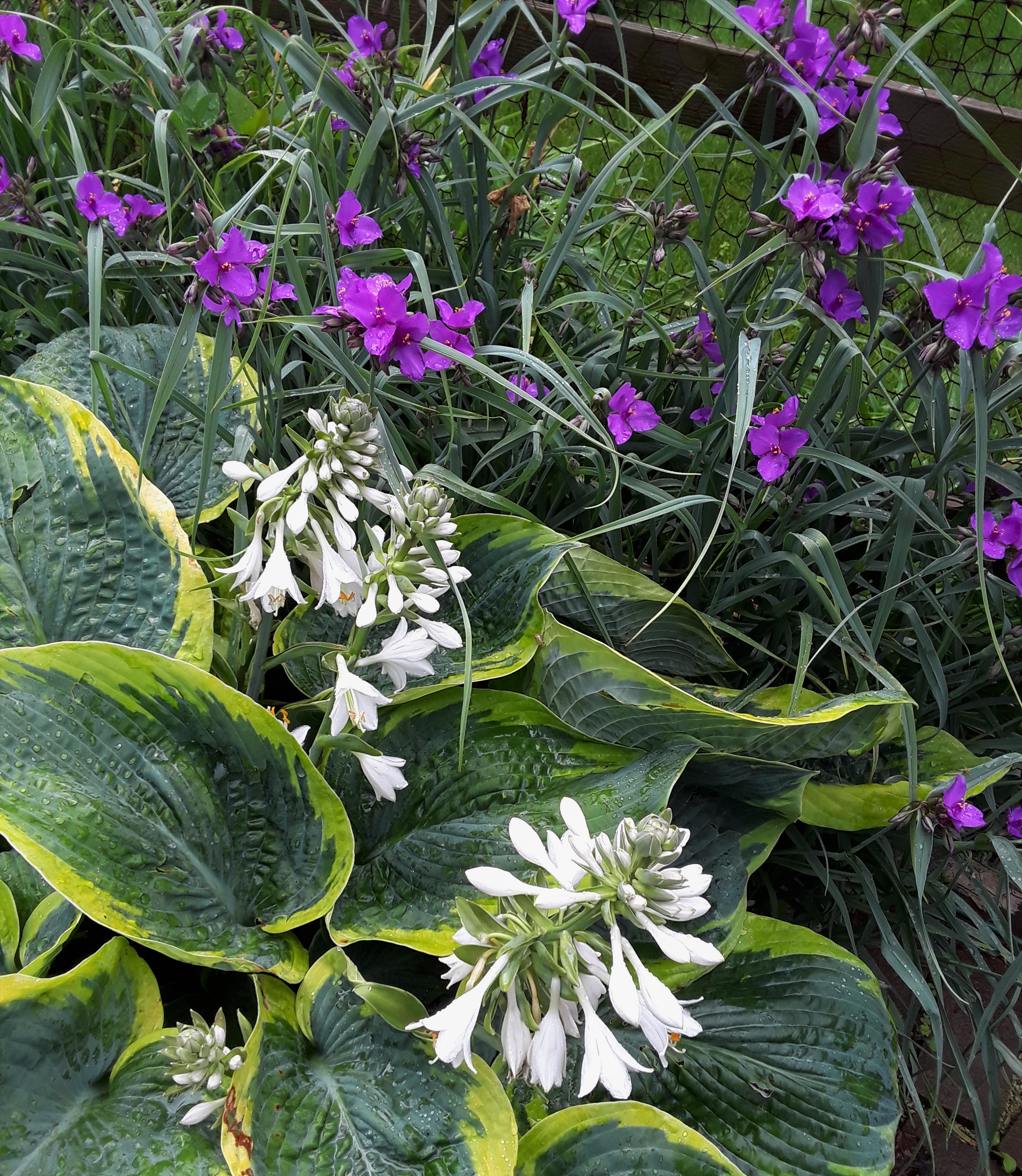 white flowers of hosta and purple flowers of tradescantia