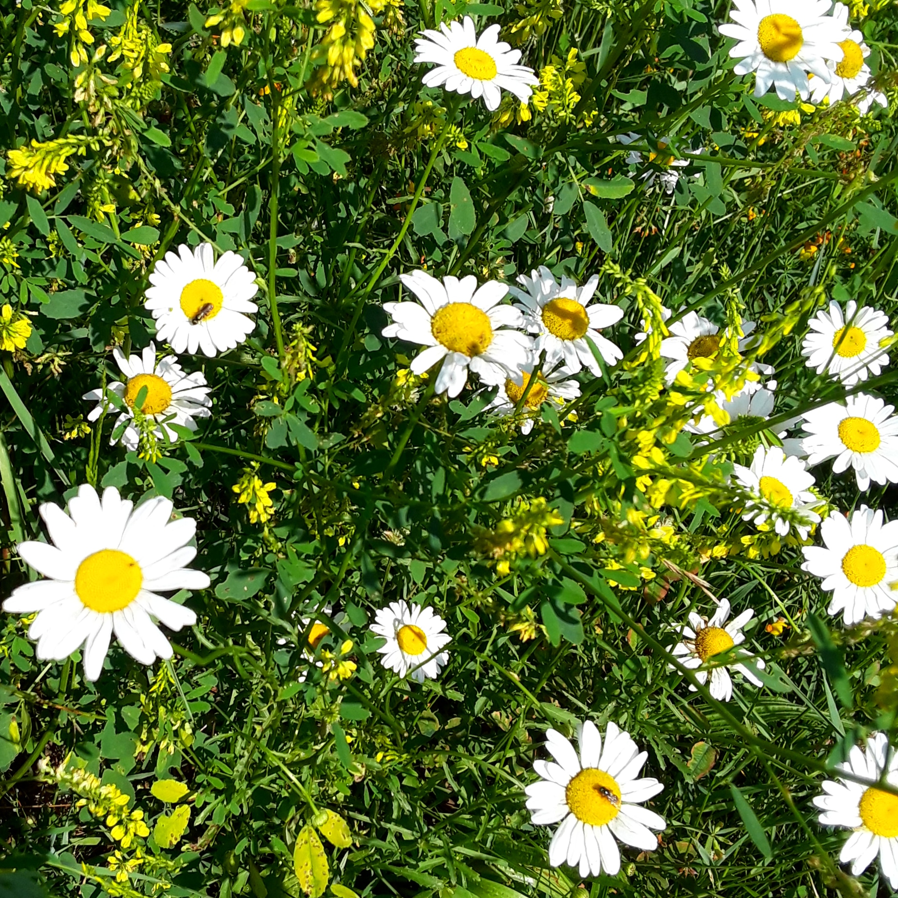 wild daisies have white petals and bright yellow centers