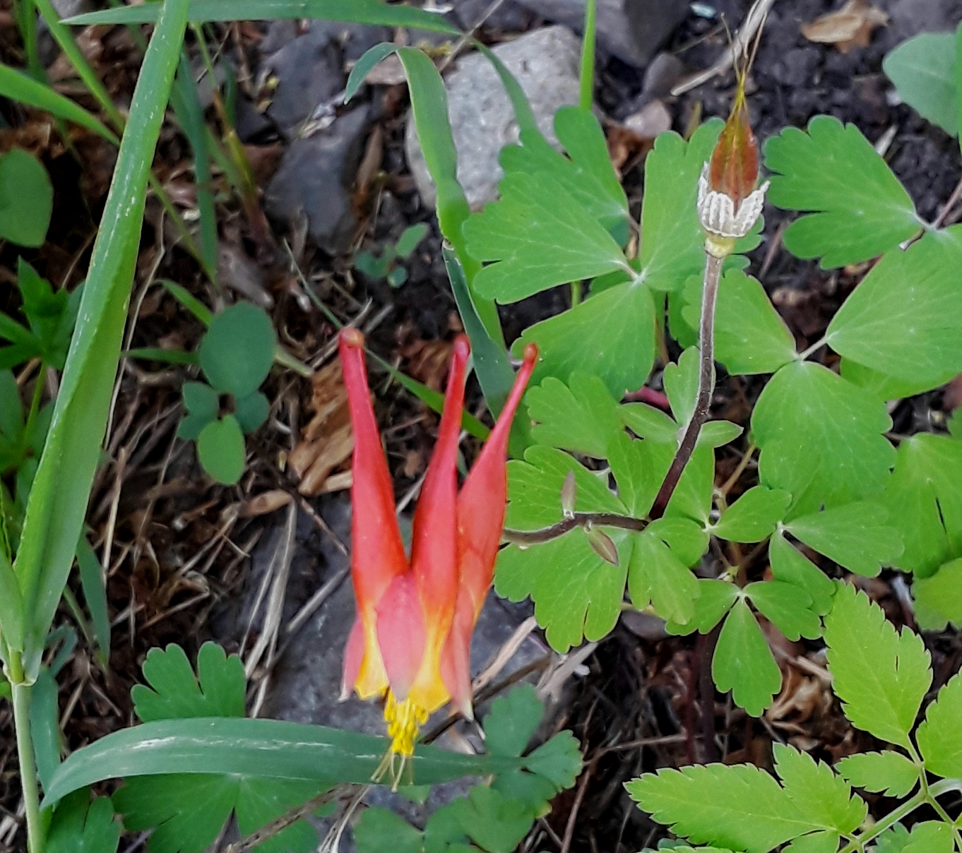 wild columbine petals are a fiery orange-red