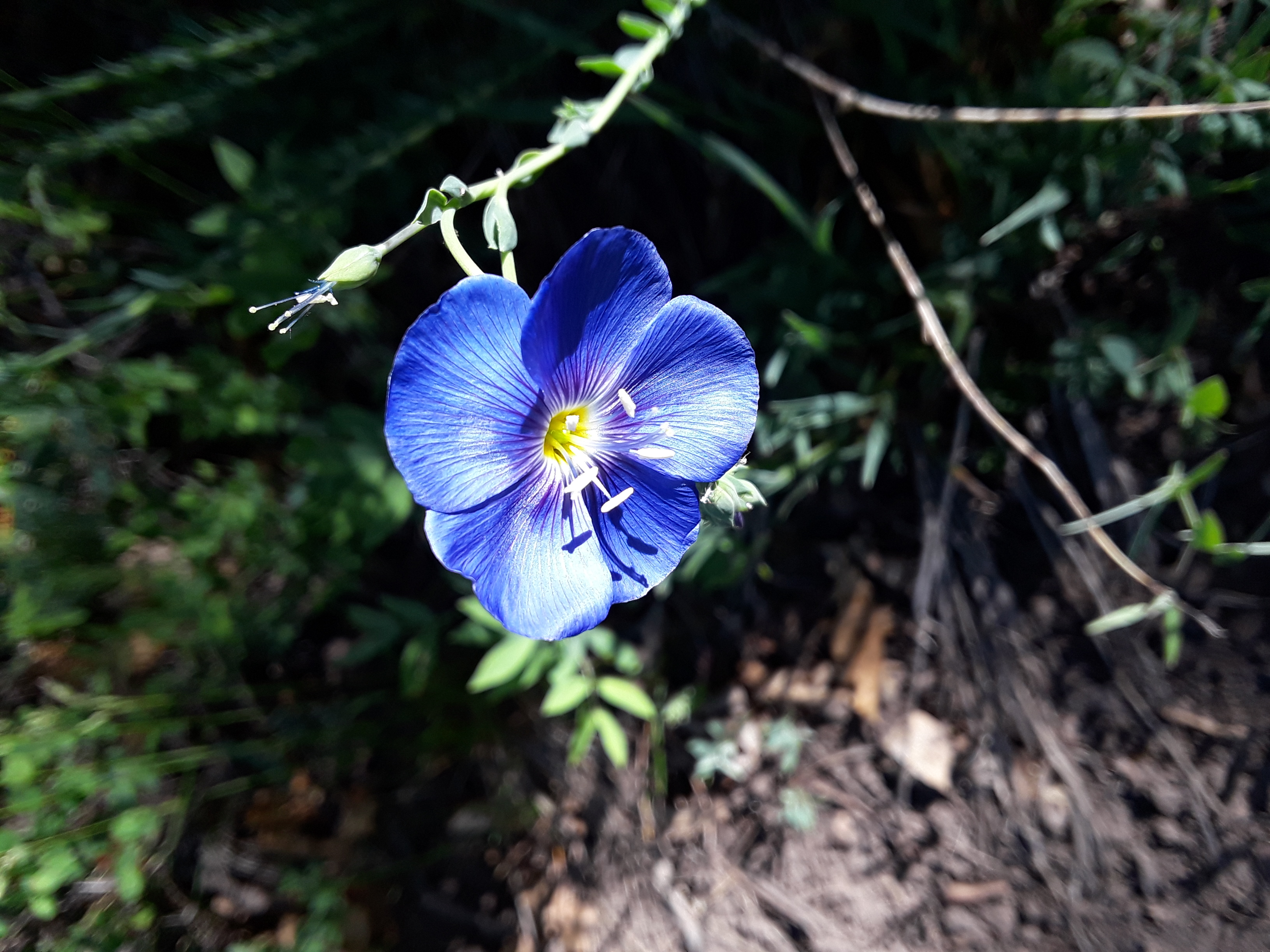 Flax flower has five bright blue petals