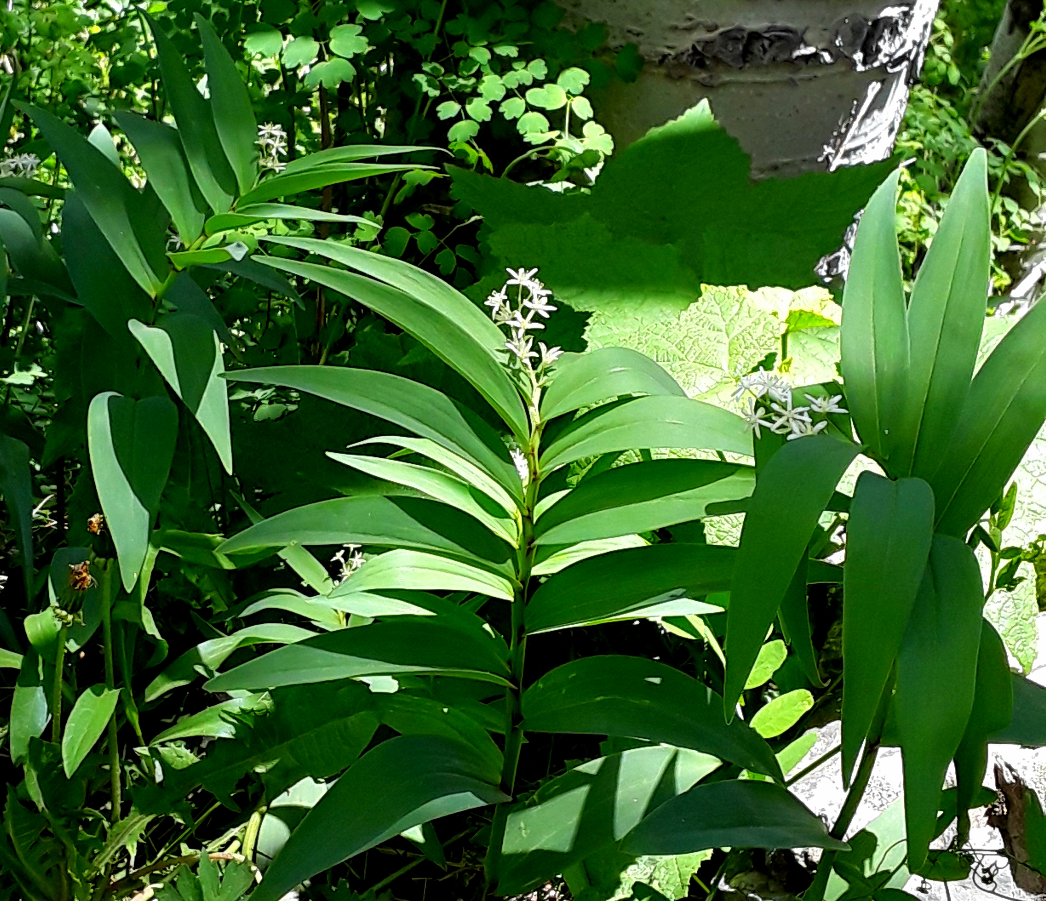 False Solomon seal's leaves are oppositely arranged on the stem, and topped with small, starry white flowers