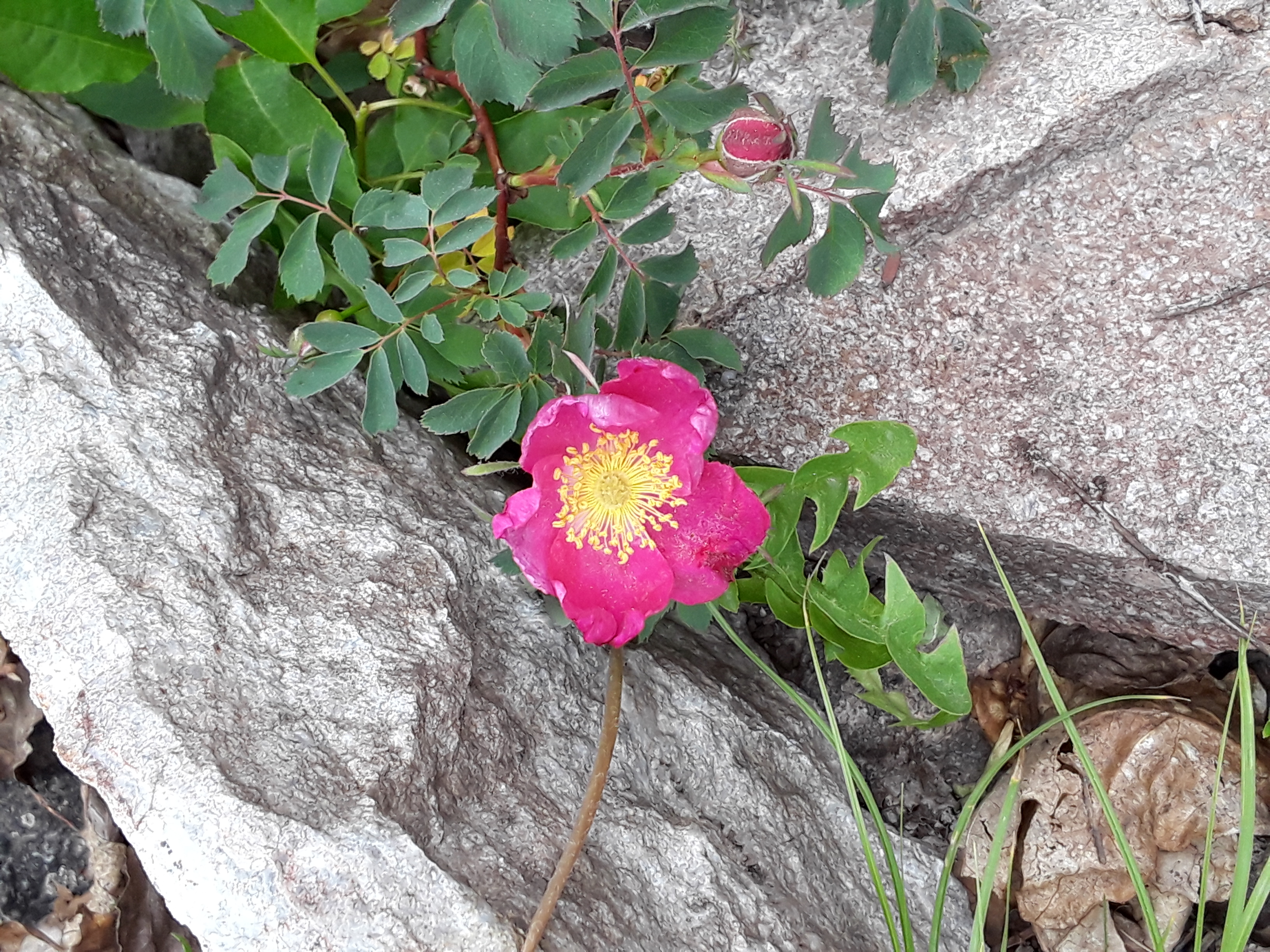 a pink rose pops out between boulders on the mountainside