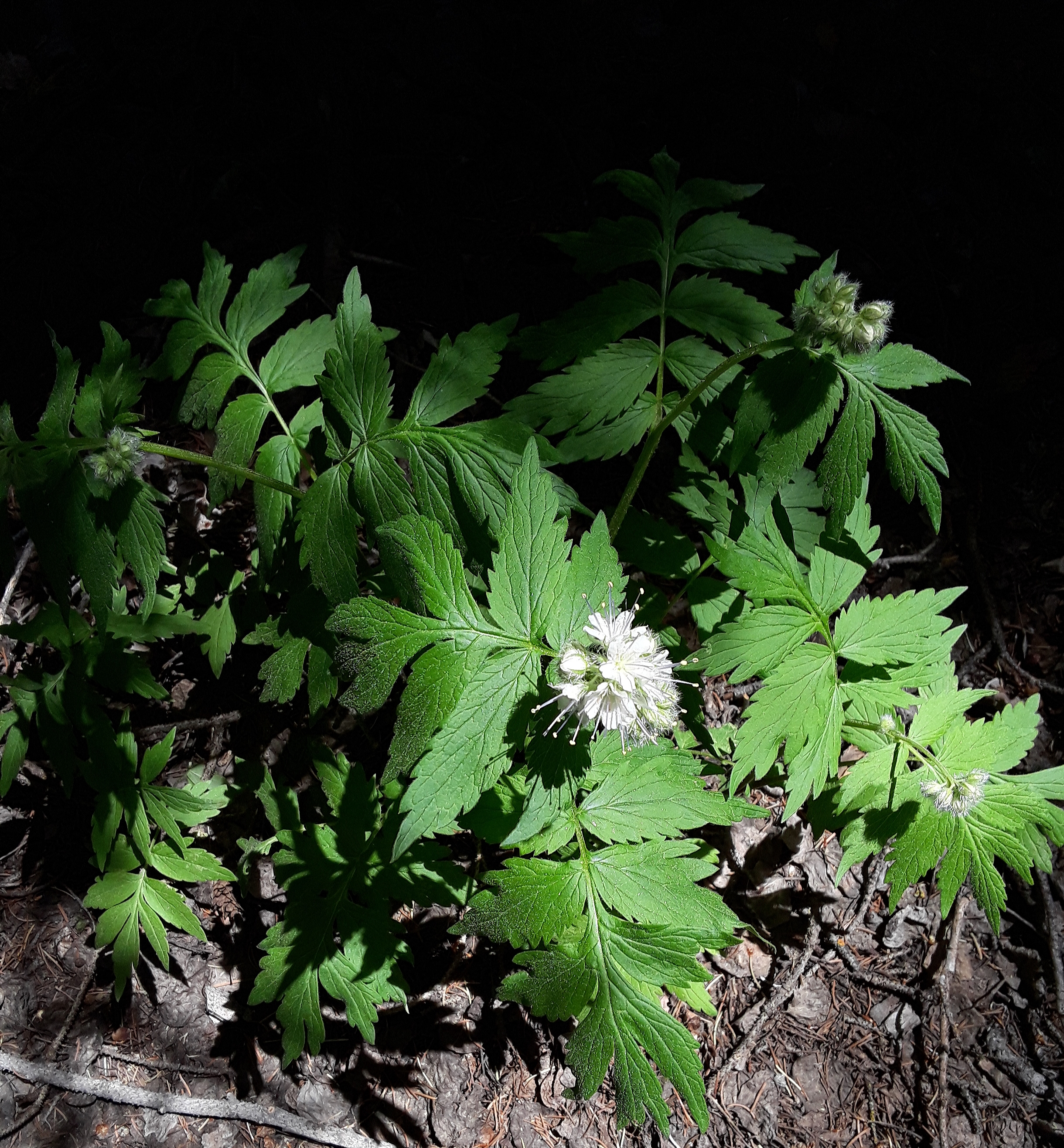 waterleaf