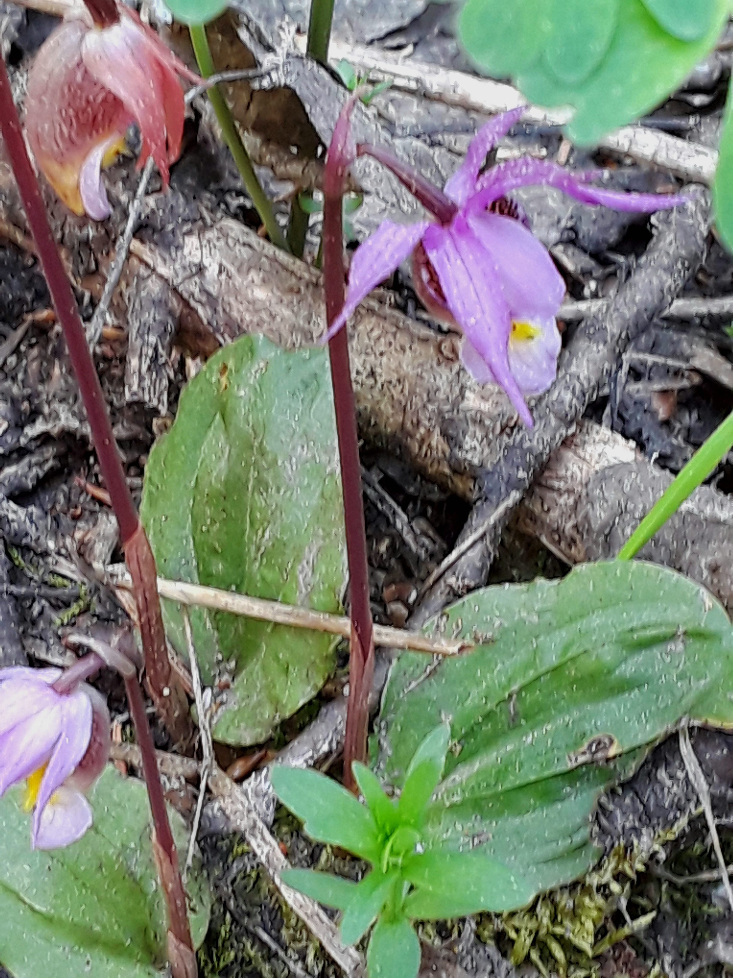 a small patch of purple orchids is found in the shade of pines