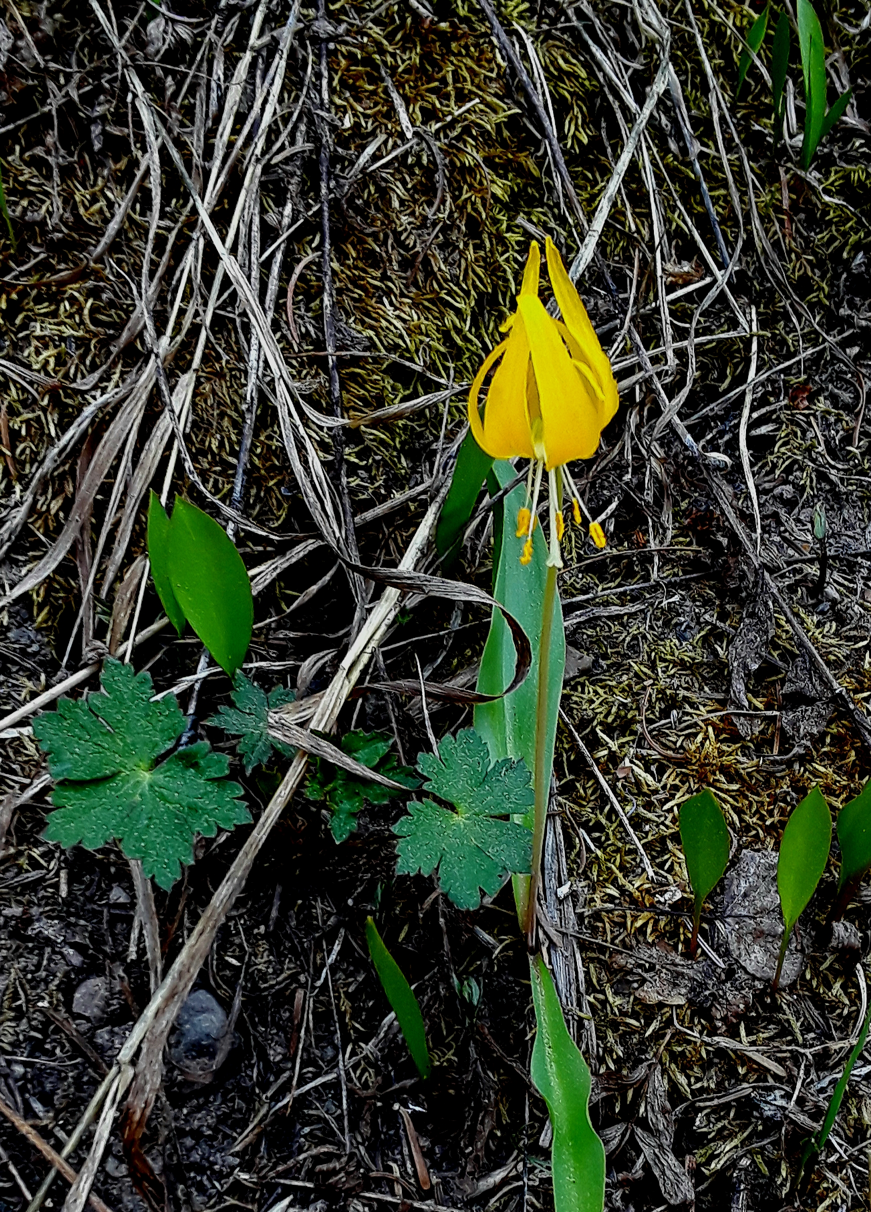 A yellow lily hangs its head