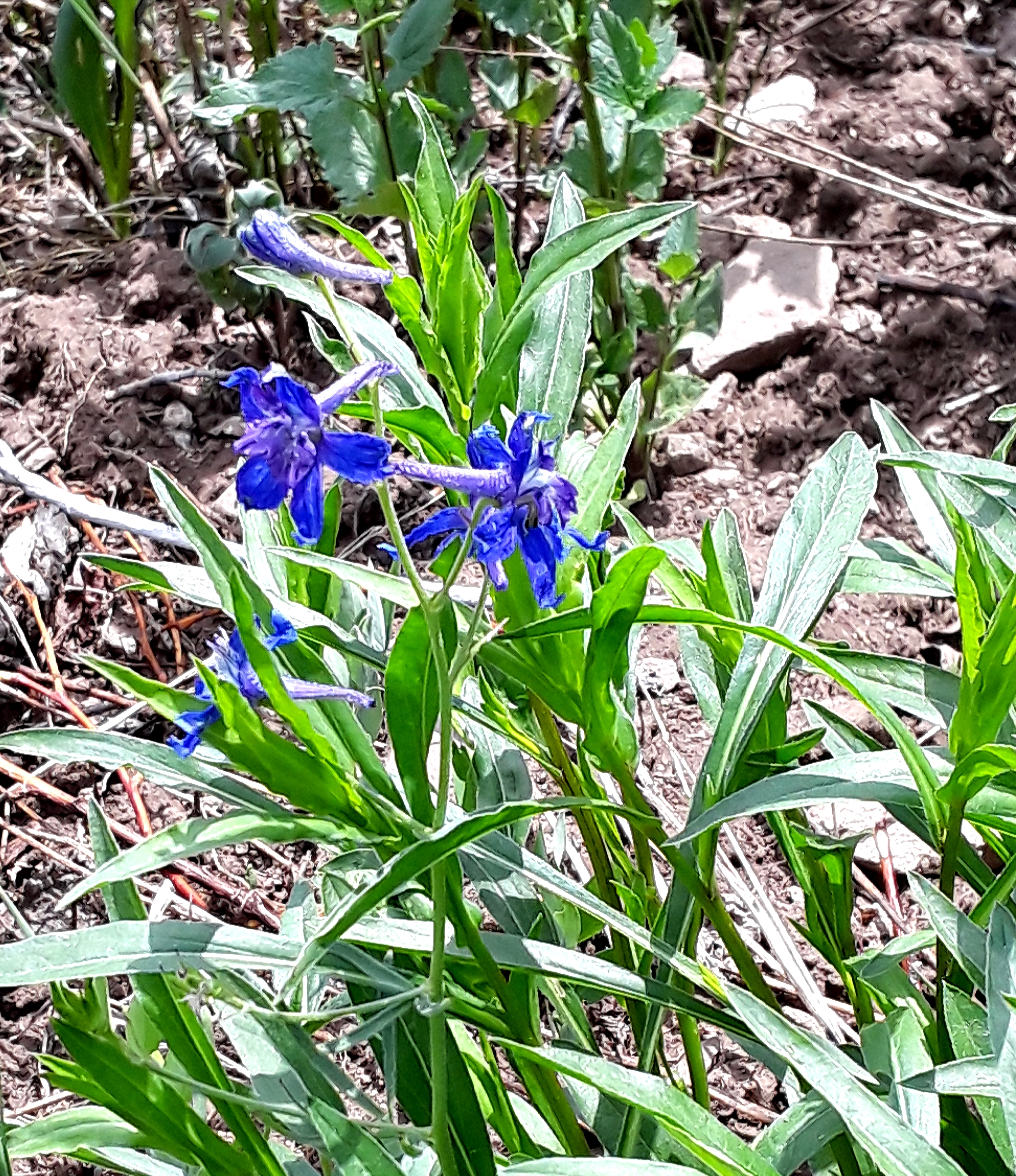 Wild delphinium sparkles bright blue among green foliage