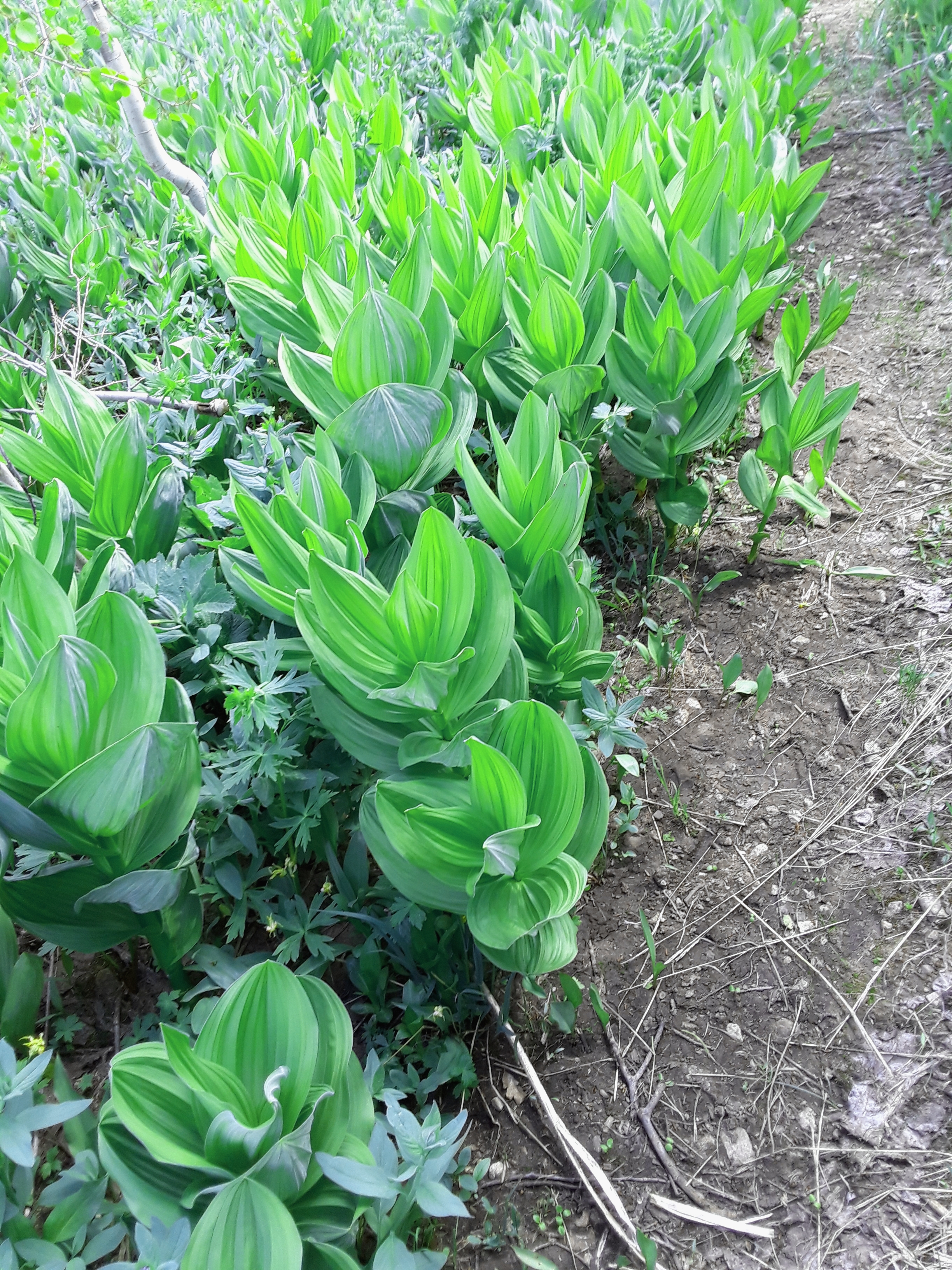 False hellebore leaves are large and veined.