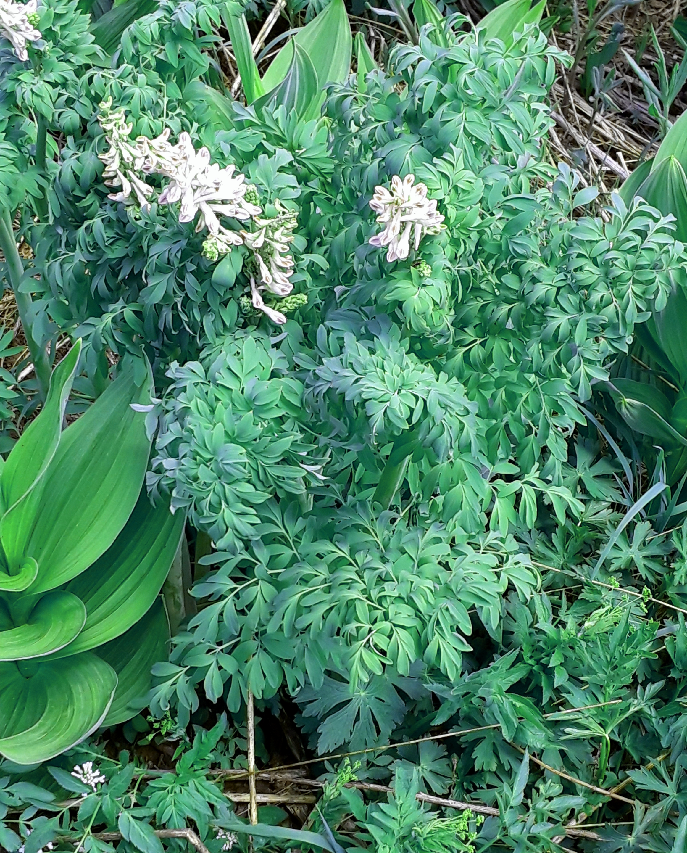 ferny foliage and pink/white flower stalks cover the plant