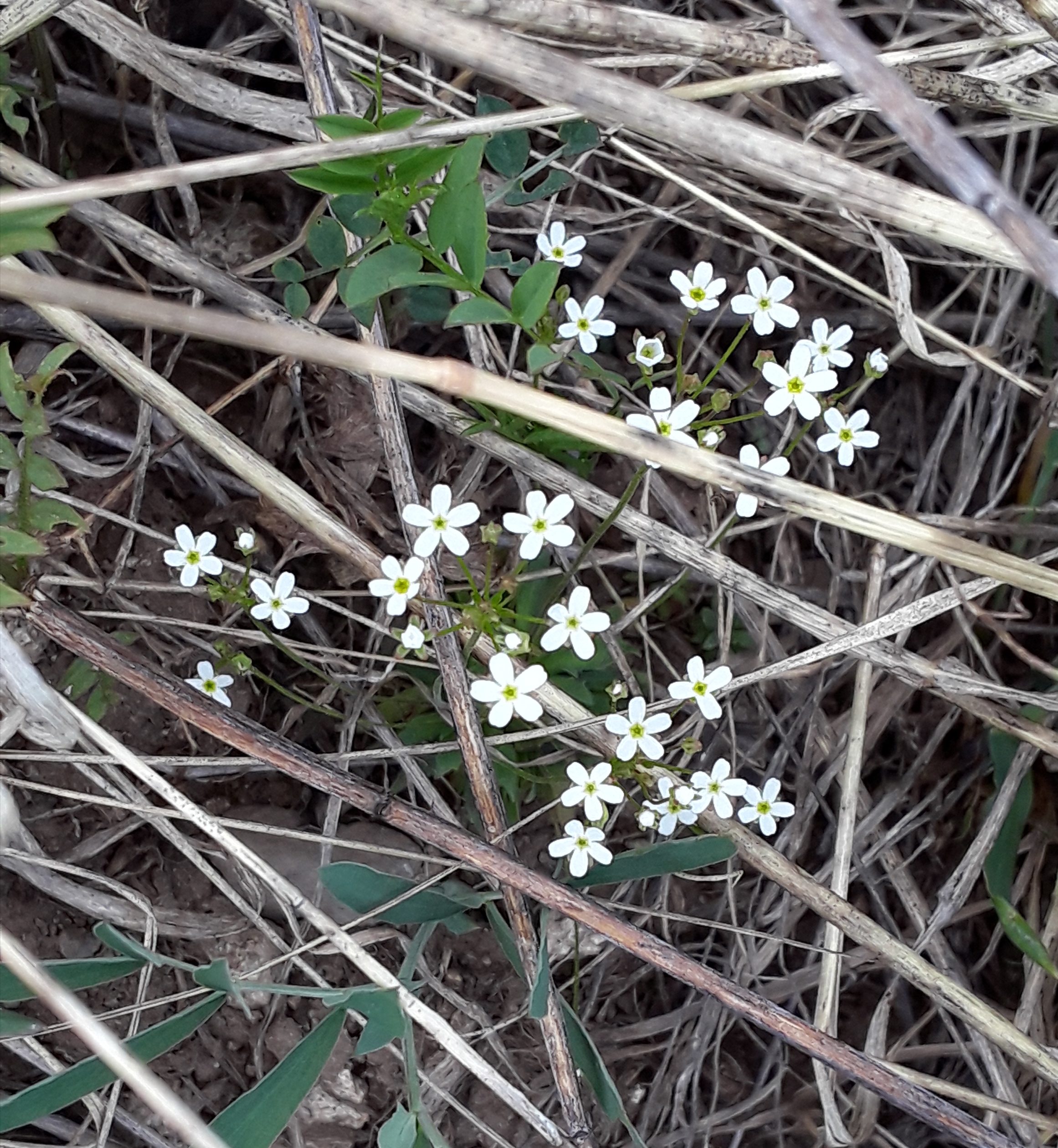 Forget-me-not
