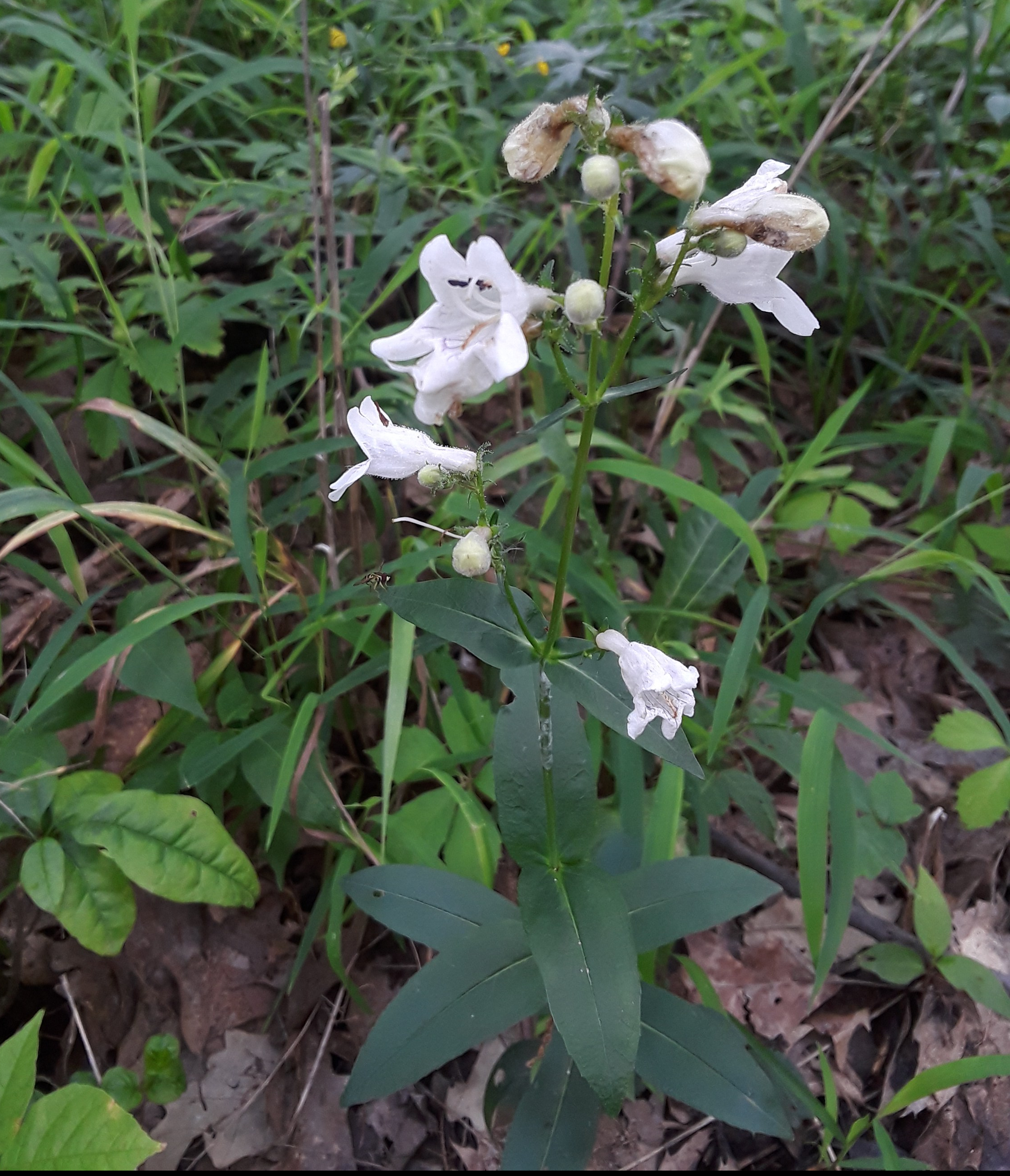 White flowers along long stem