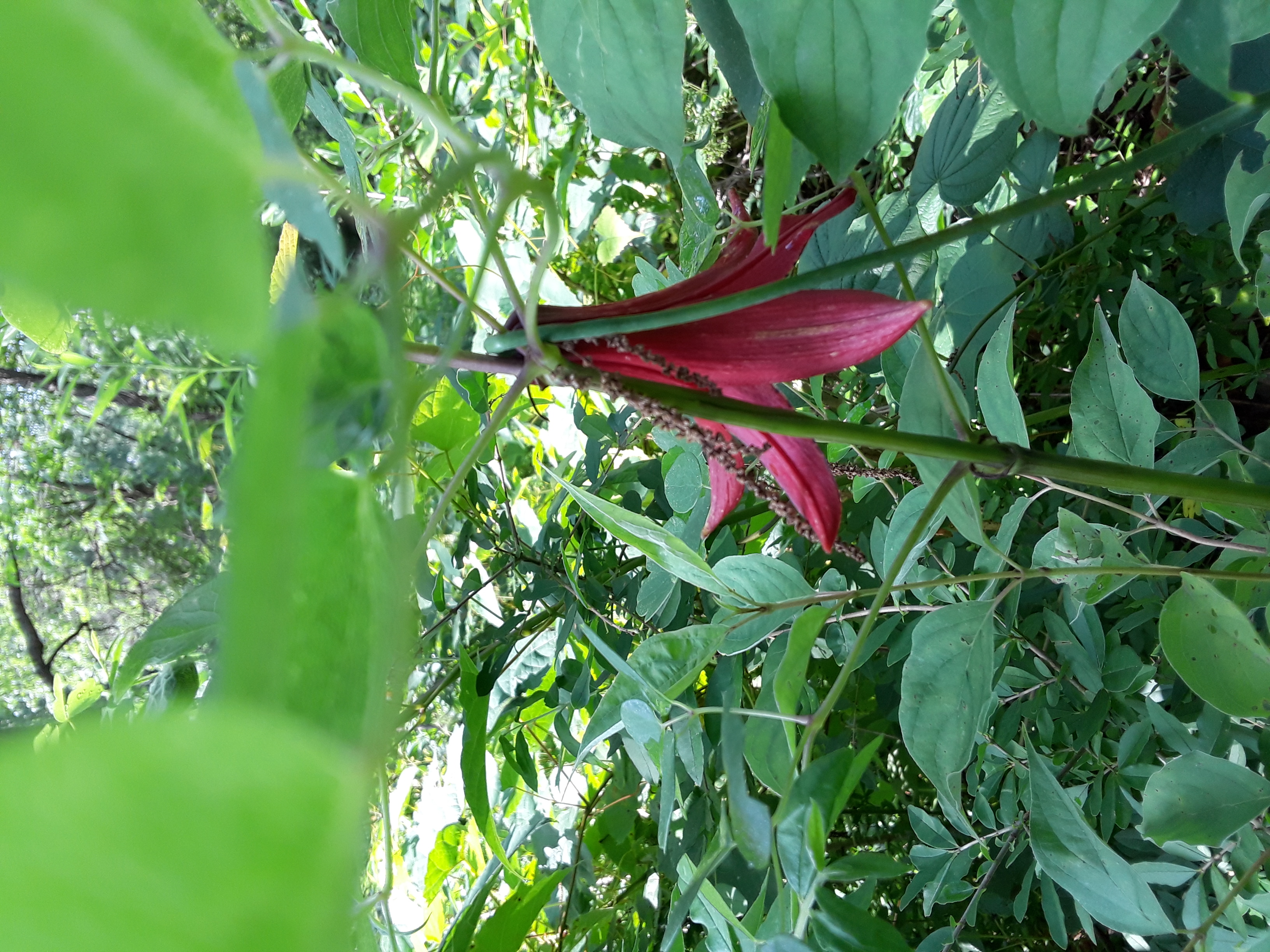closer look at dark pink Canada lily