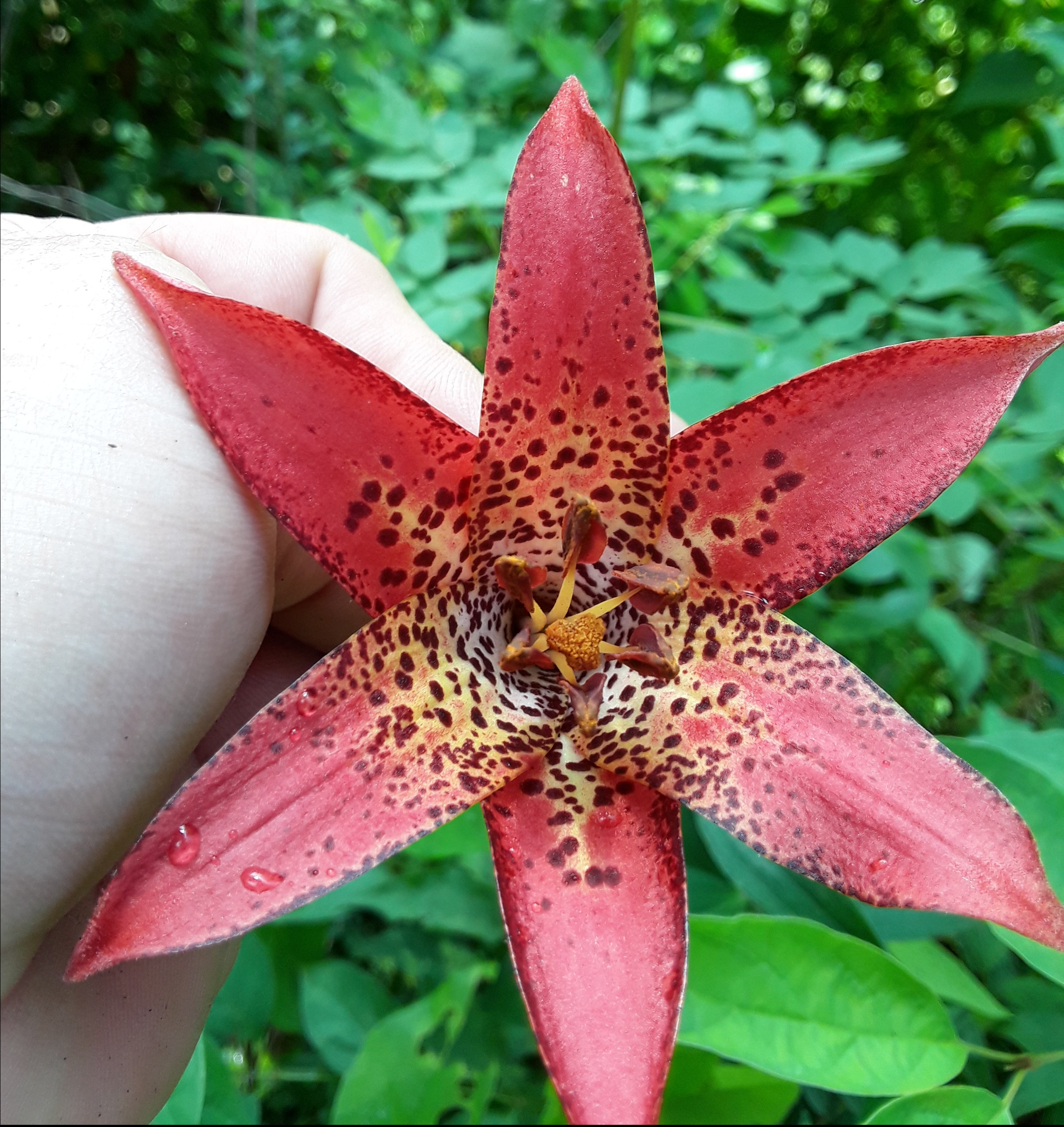 the inside of the lily blossom is extensively speckeled