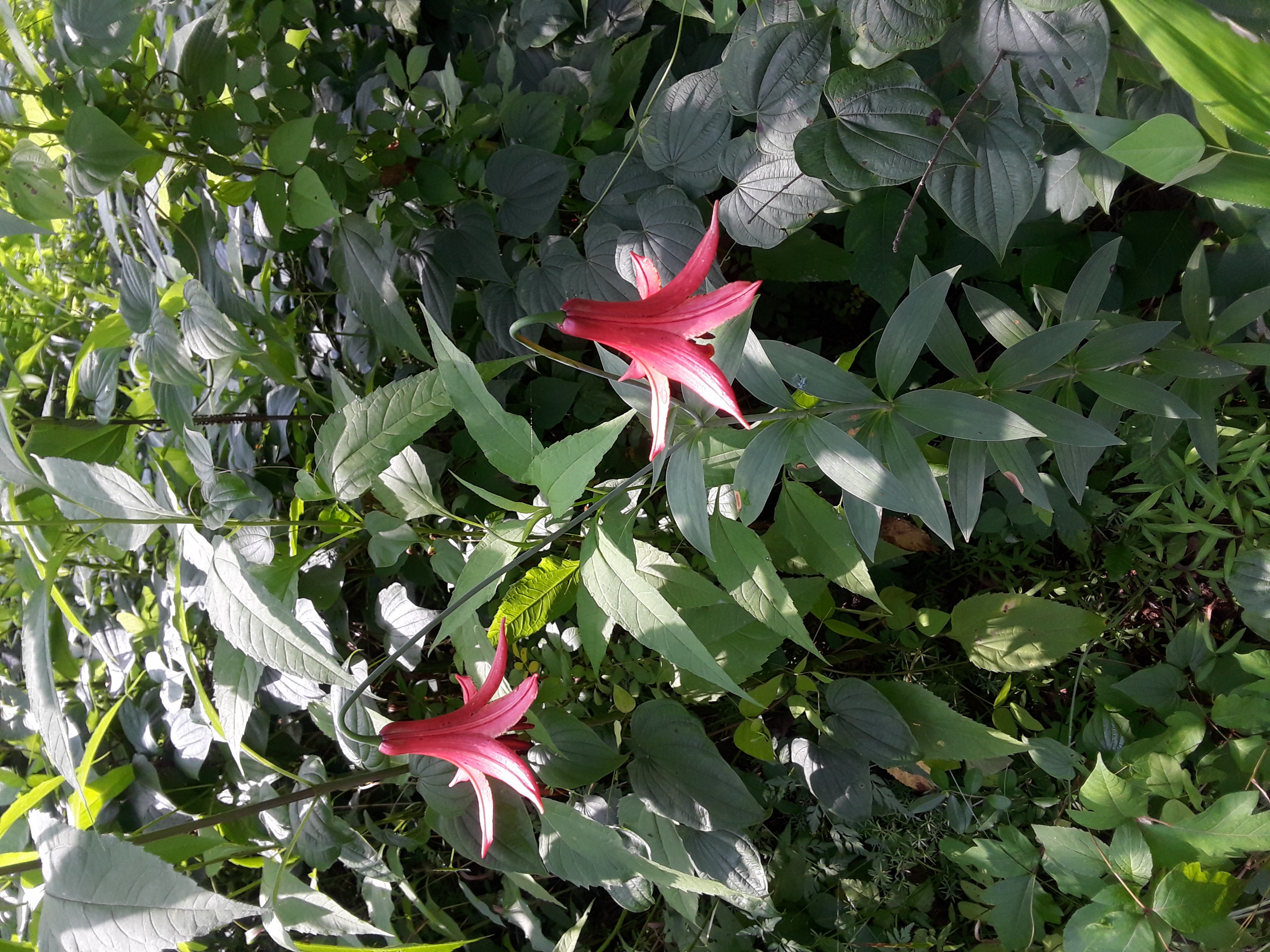 Canada lily's multiple blooms hang downward