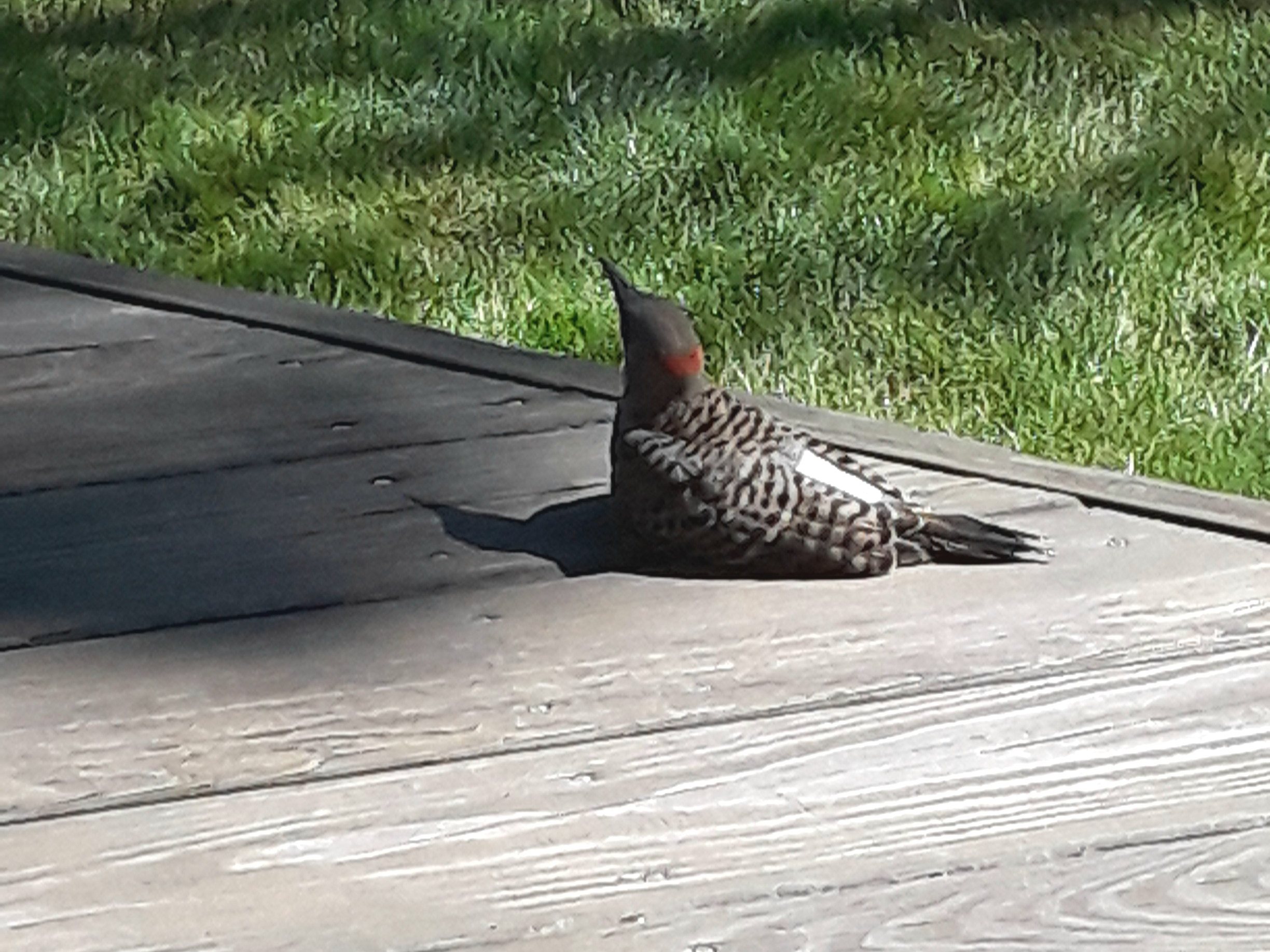 An injured Northern Flicker woodpecker sits on a wooden deck