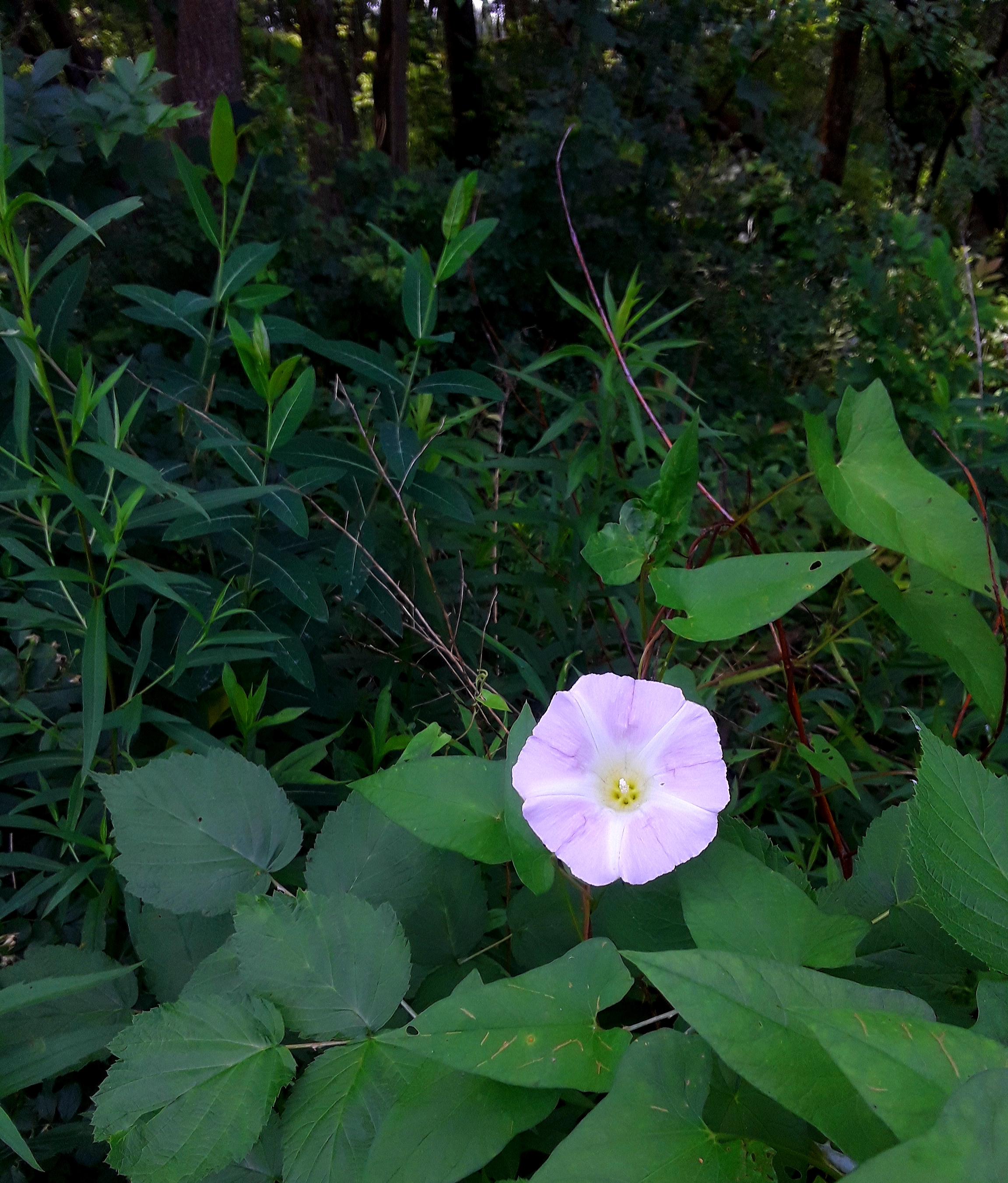 wild morning glory blooms in the shade of a stand of trees