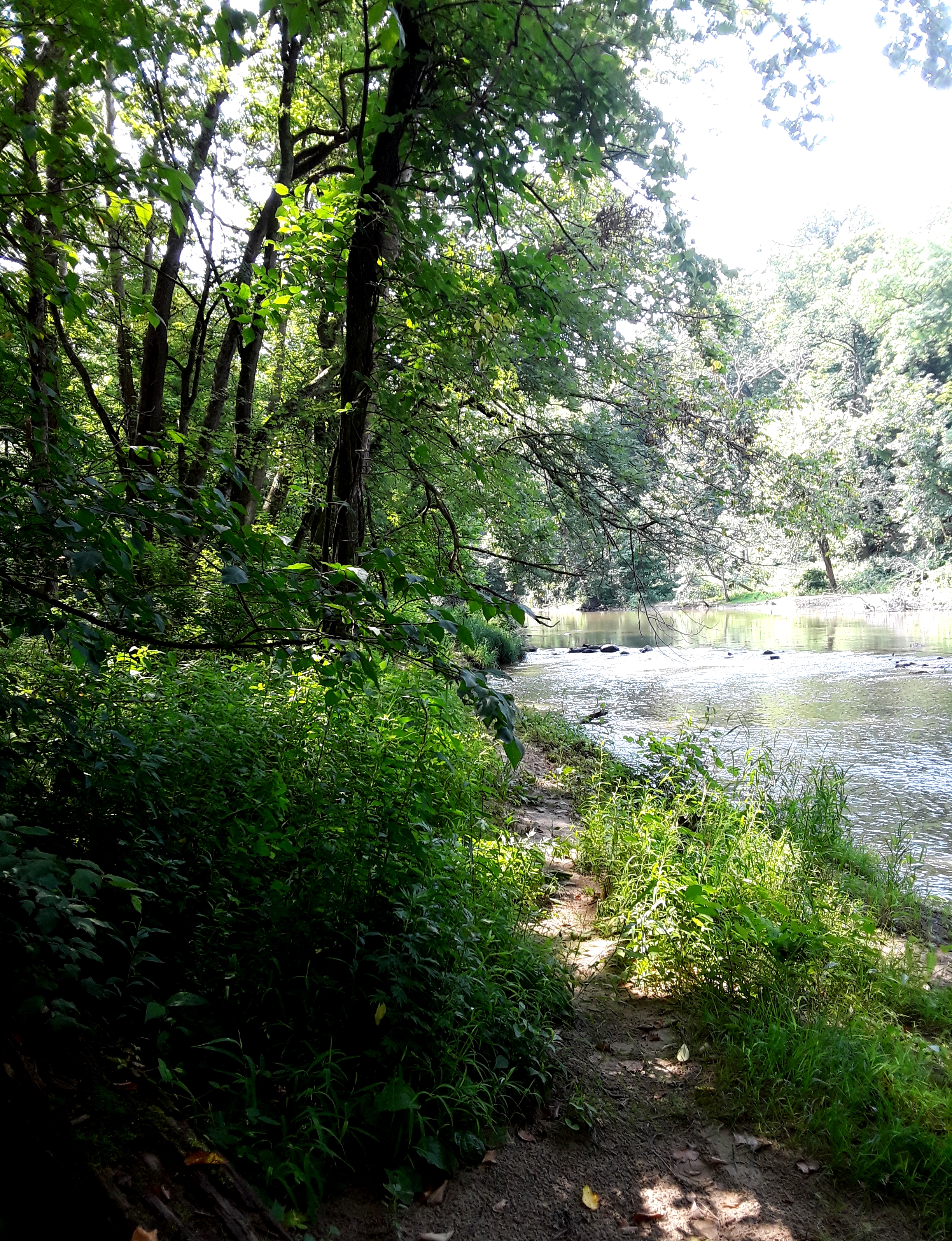 trees and low growing vegetation line the river banks