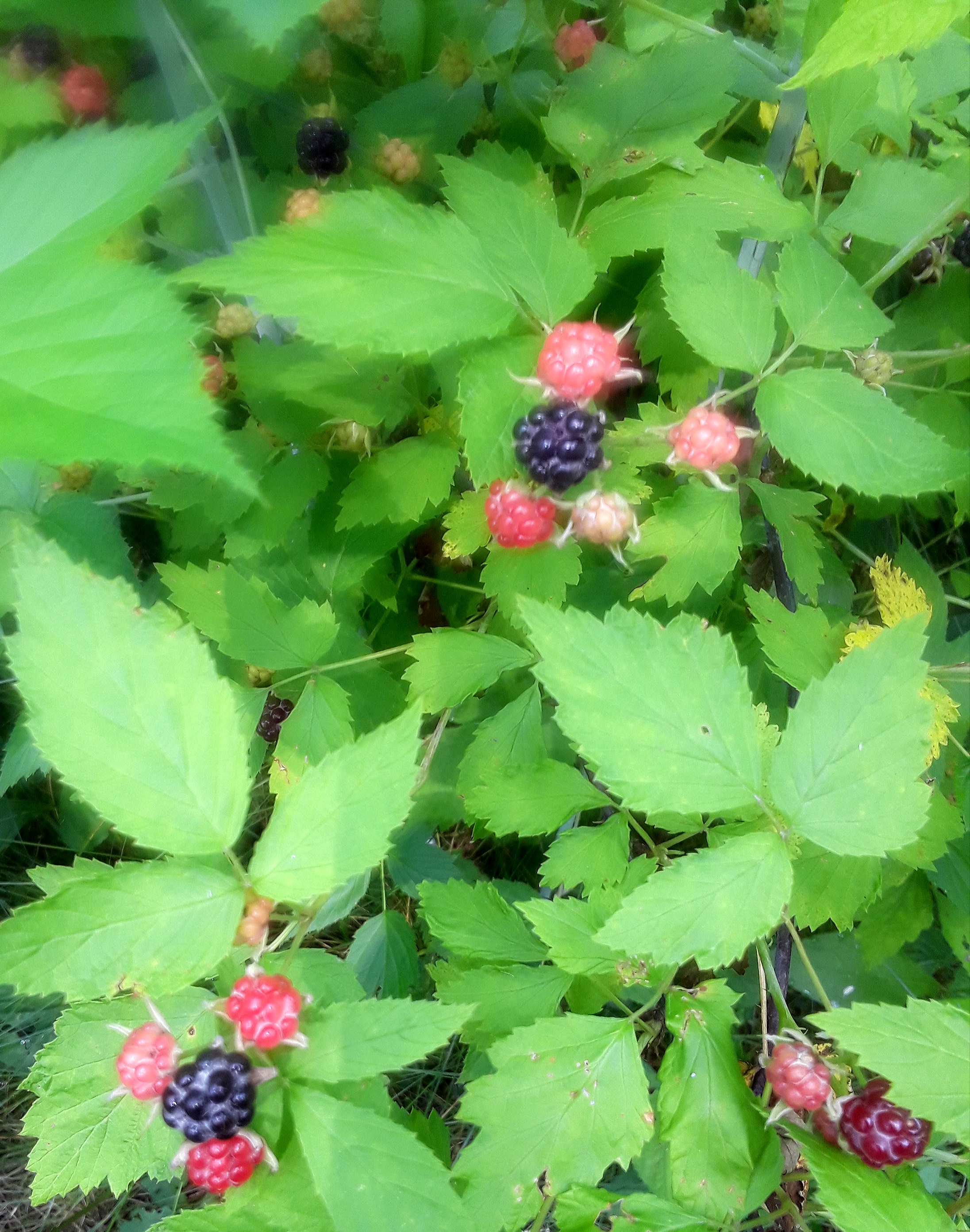 red raspberries ripen to a deep purple