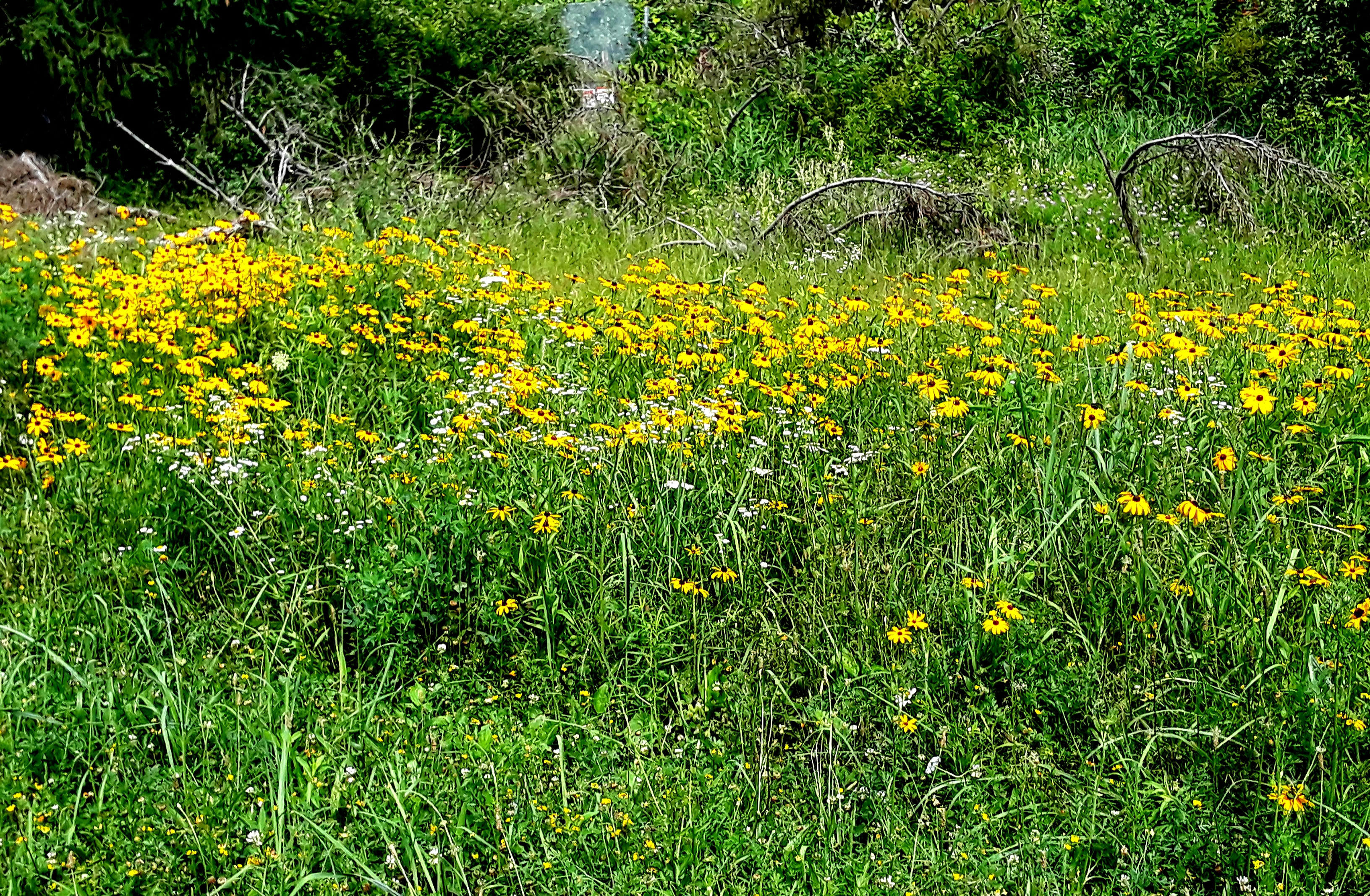 a stand of Black-Eyed Susan makes a bright yellow splash