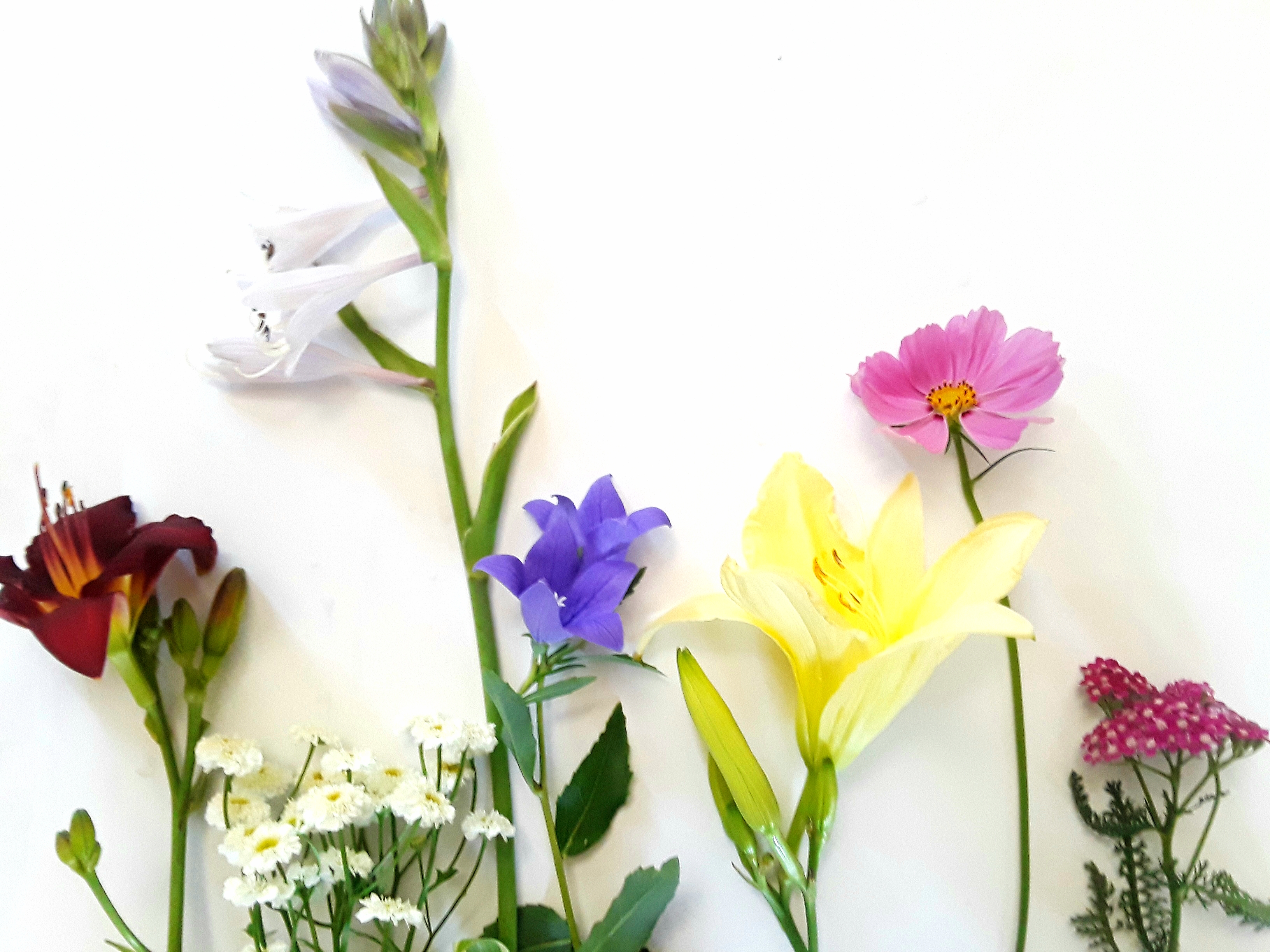 Daylily, hosta., campanula, cosmos, and yarrow photographed against a white board.